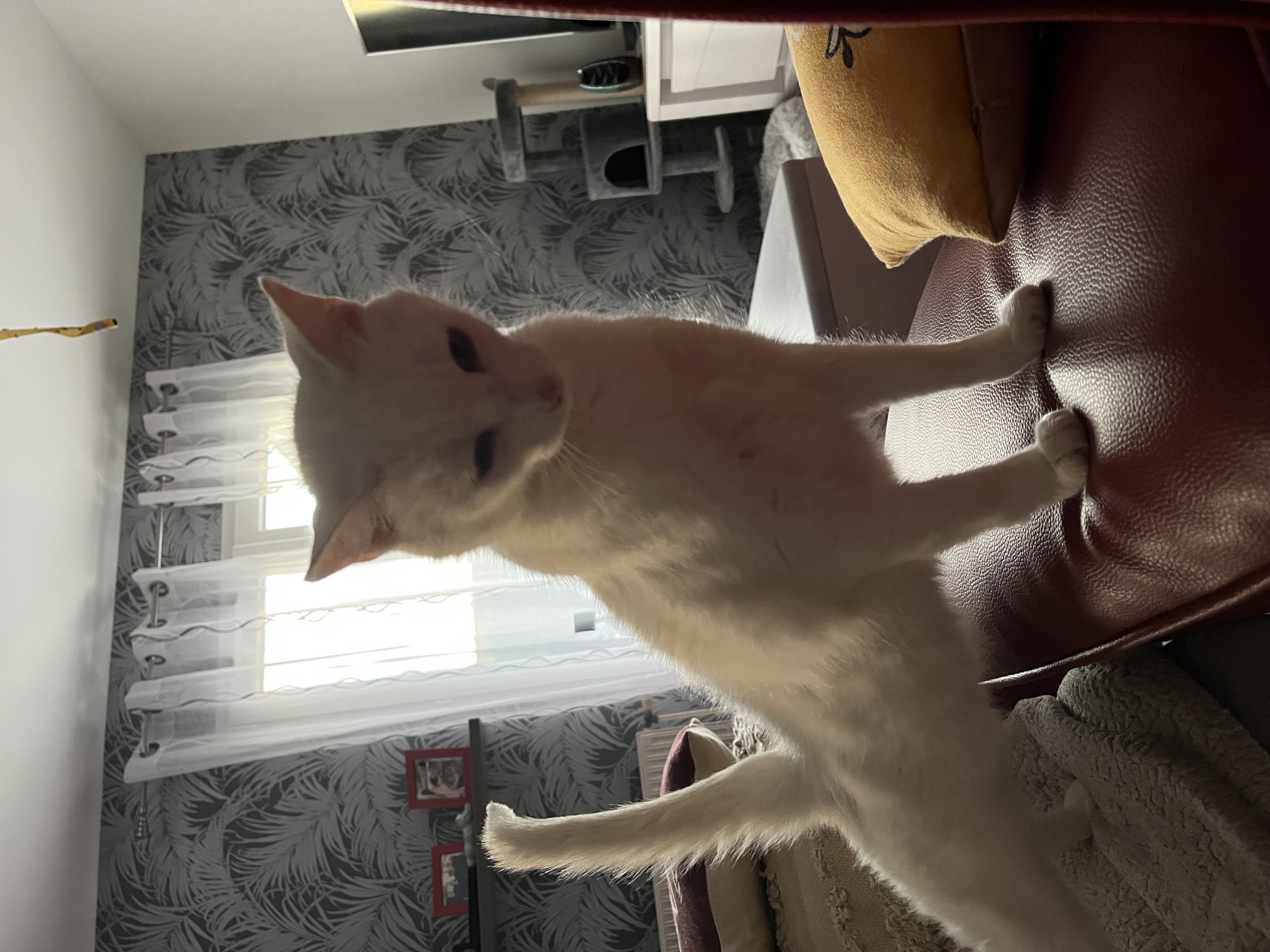 image-8
