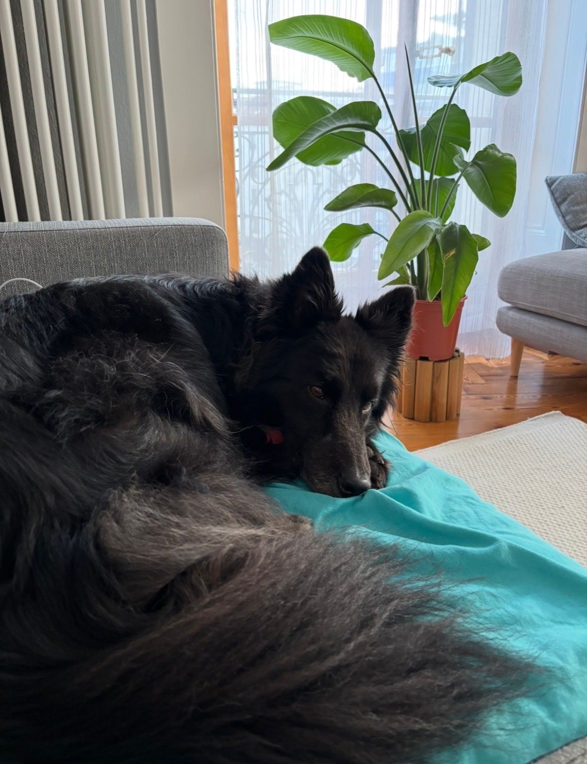 image-8