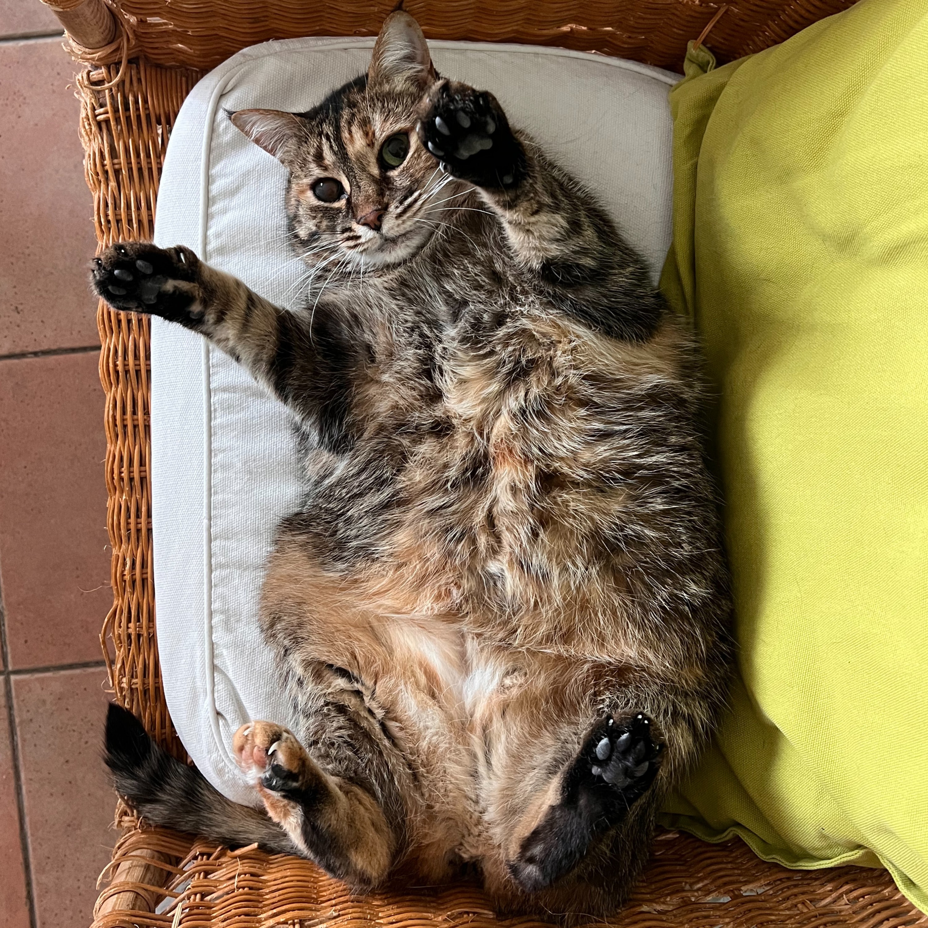 Moppet