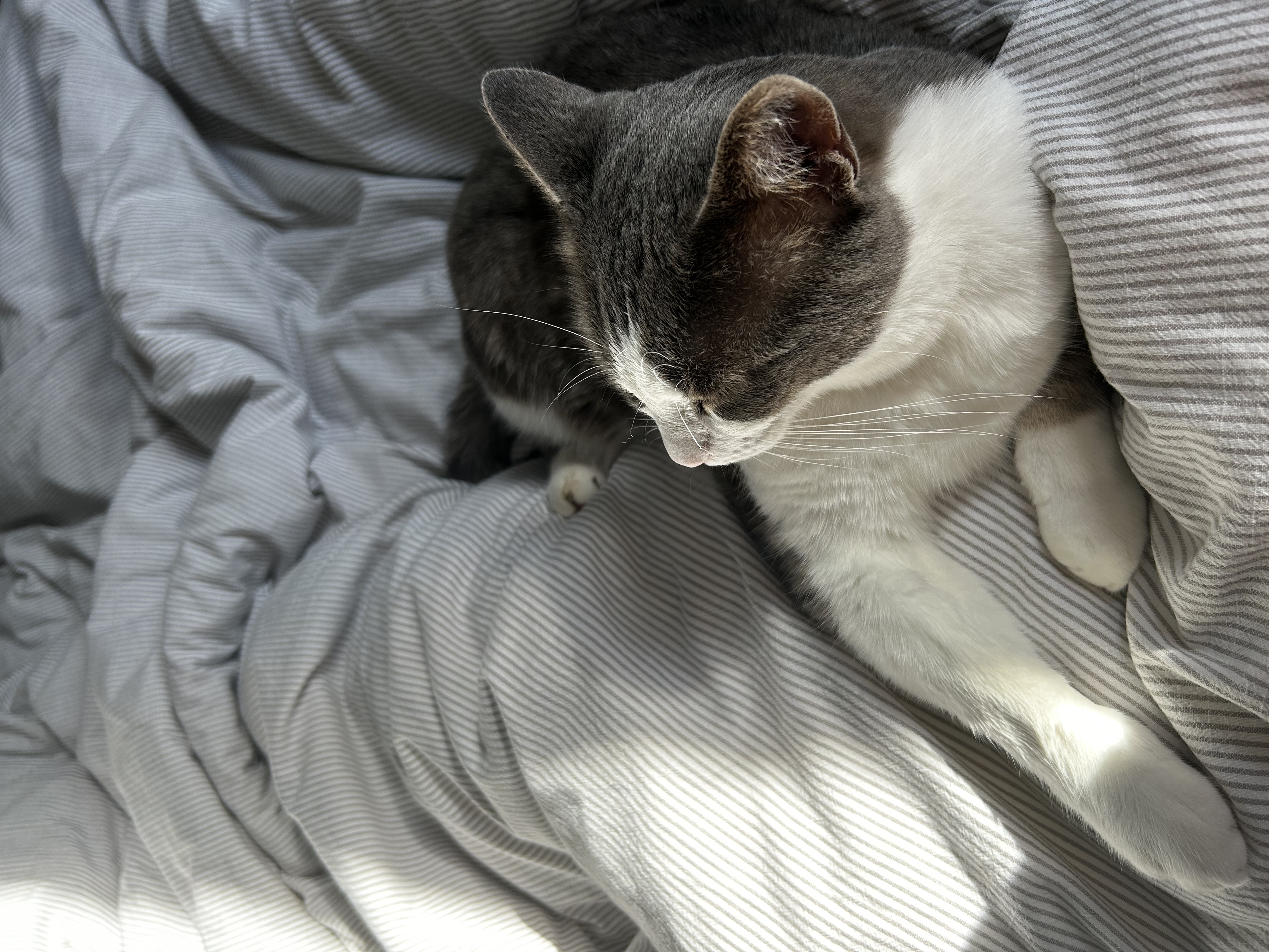 image-8