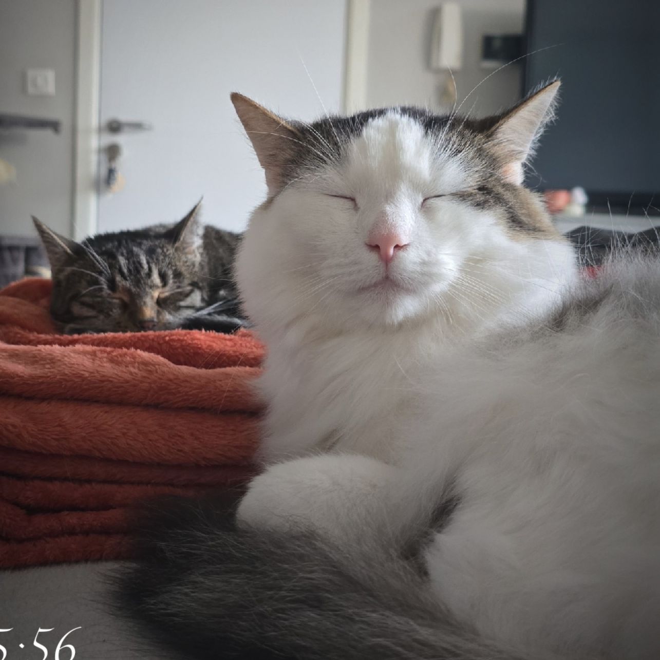 WounWoun  , Siboulet ,