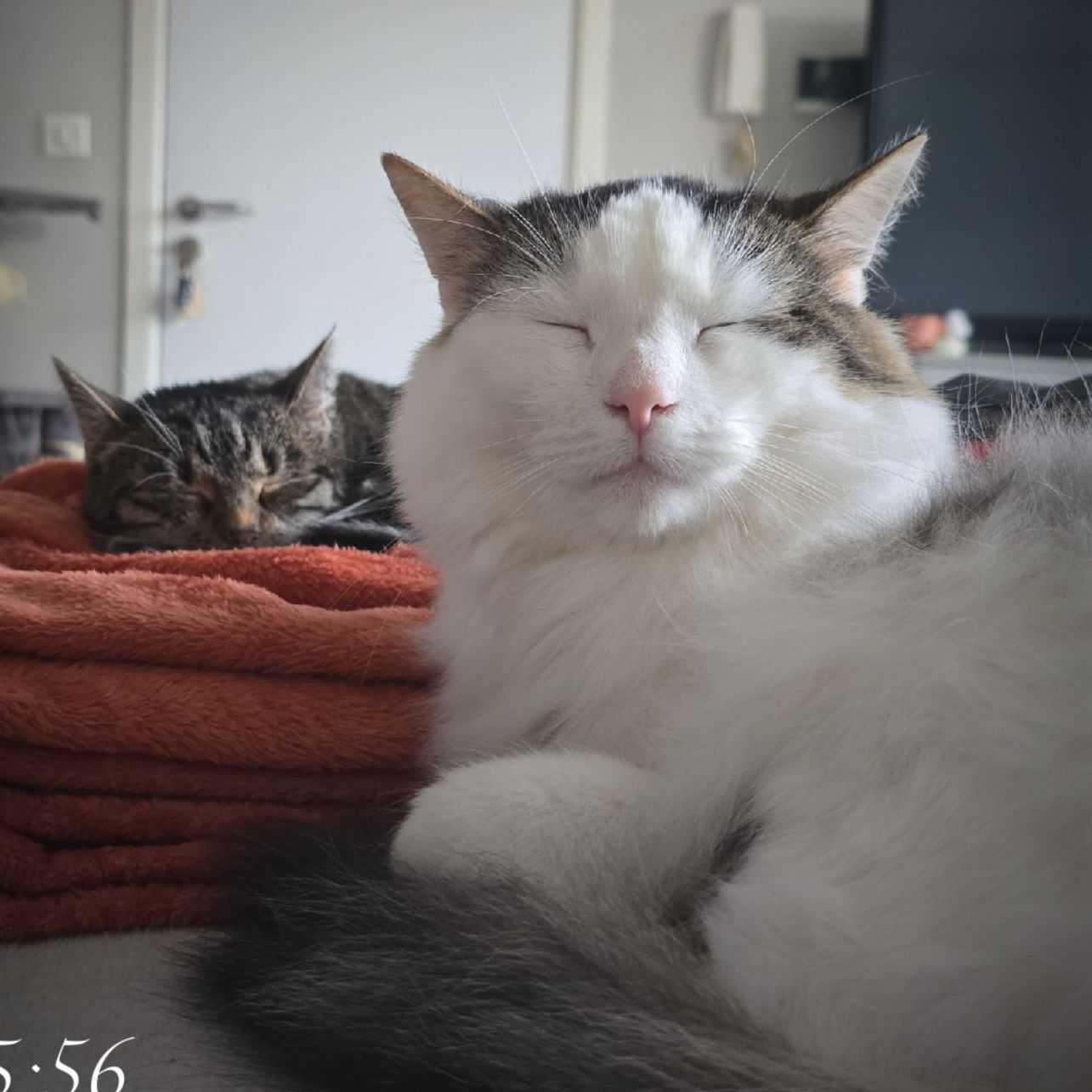 WounWoun , Siboulet ,