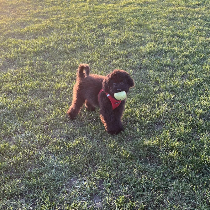 Buddy