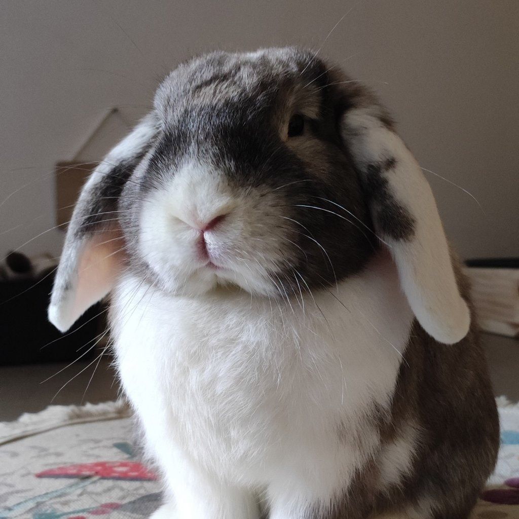 Lewis