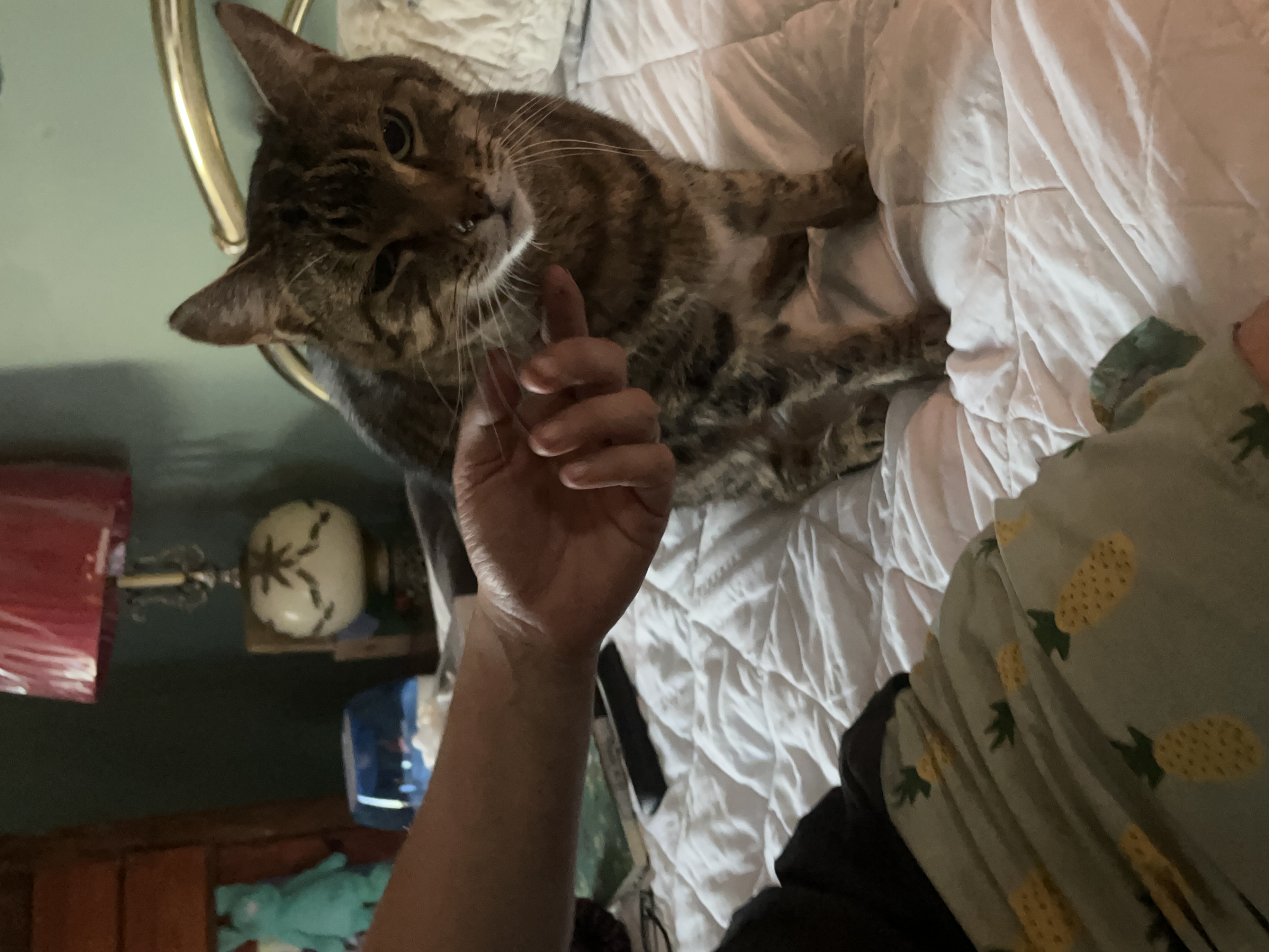 image-7