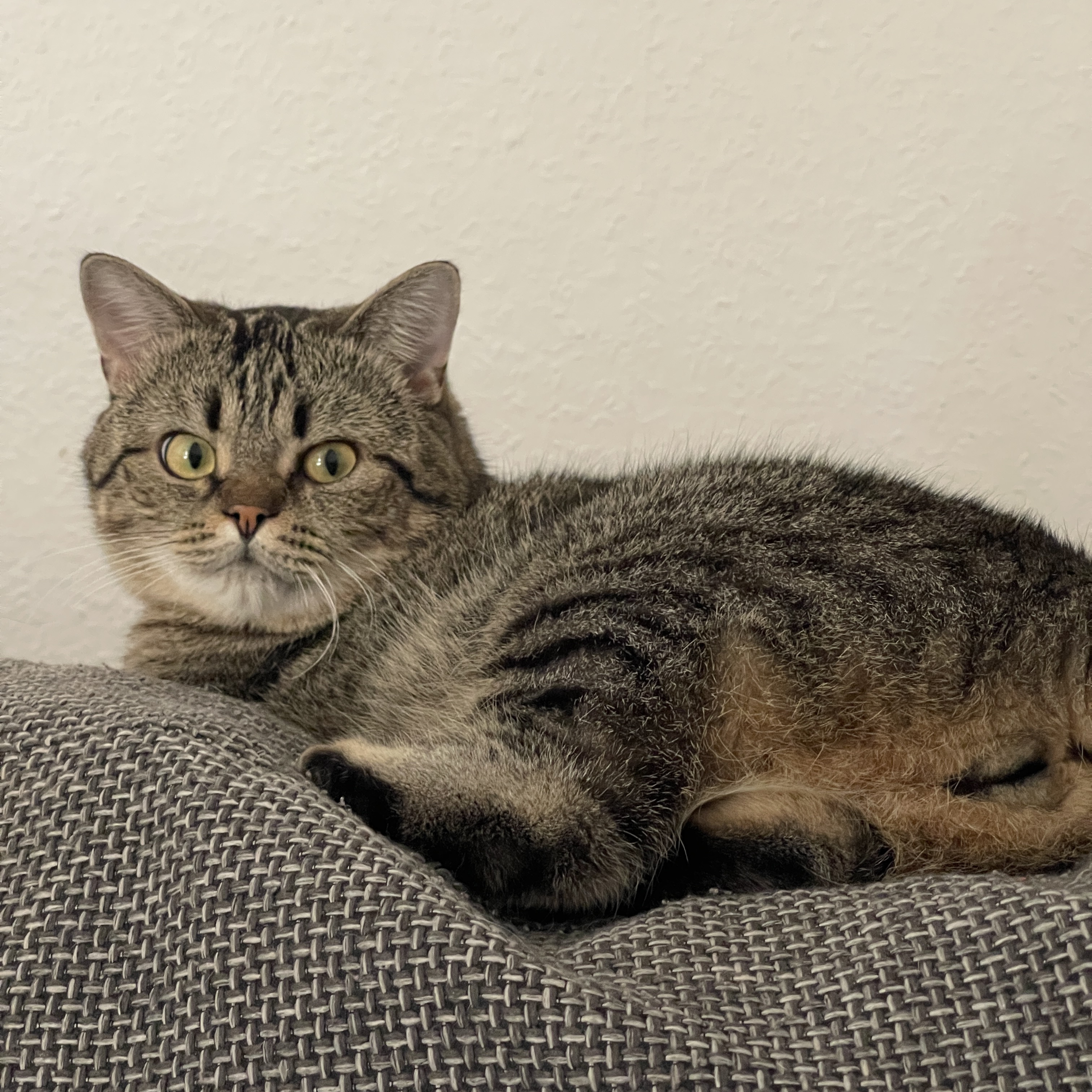 Leo 