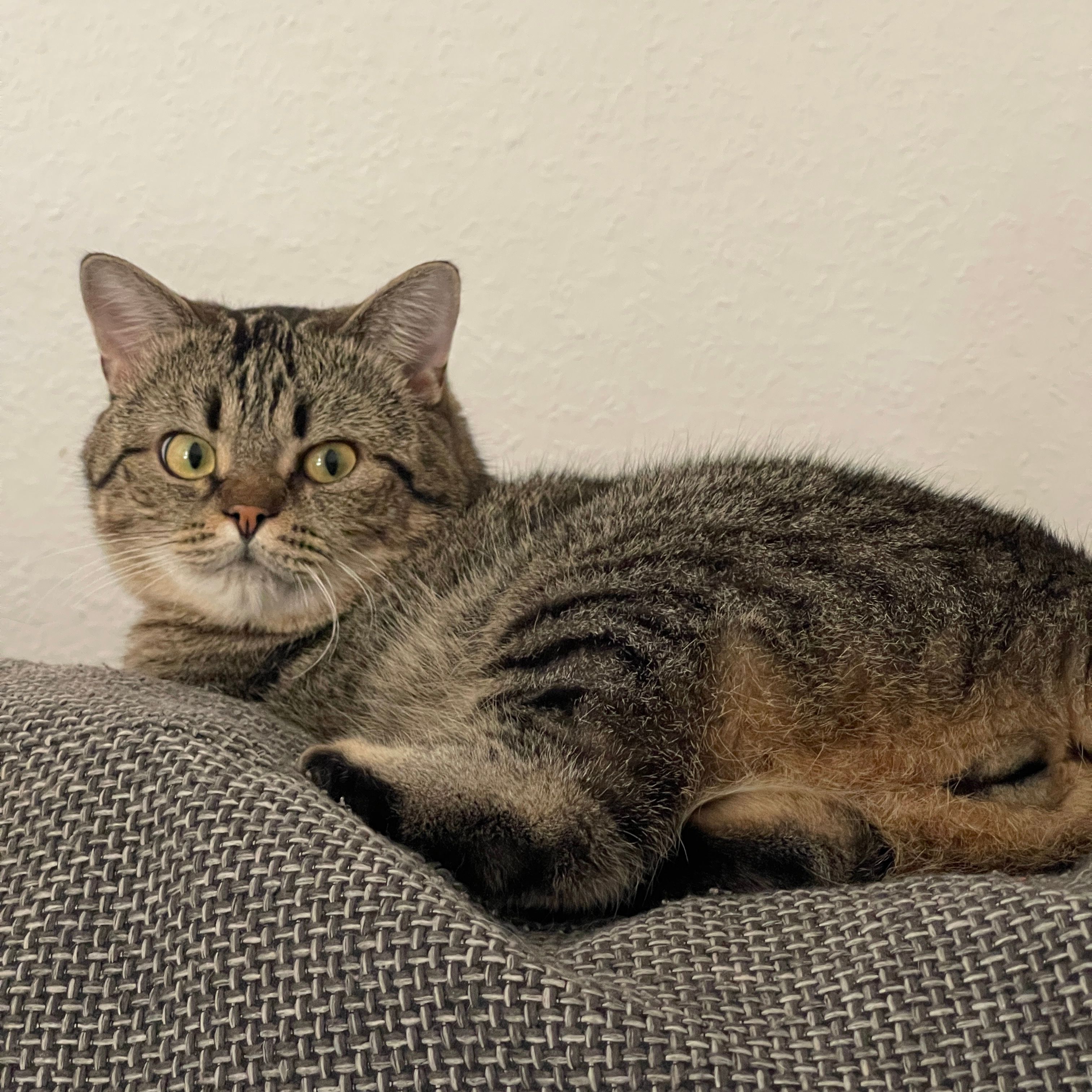 Leo