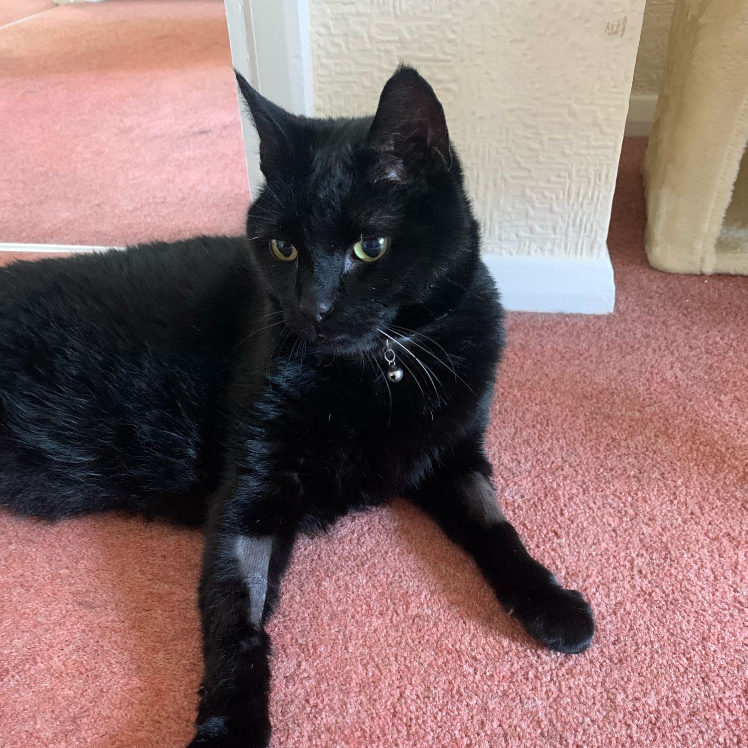 Loki
