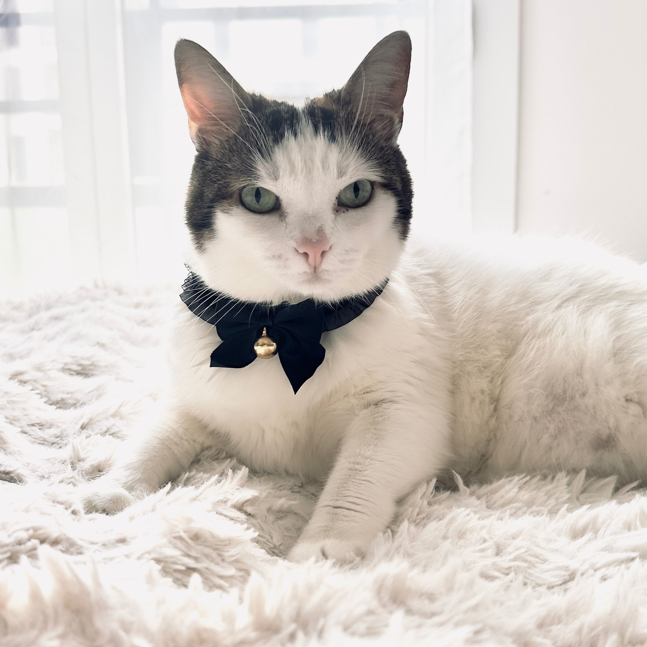 Kitty