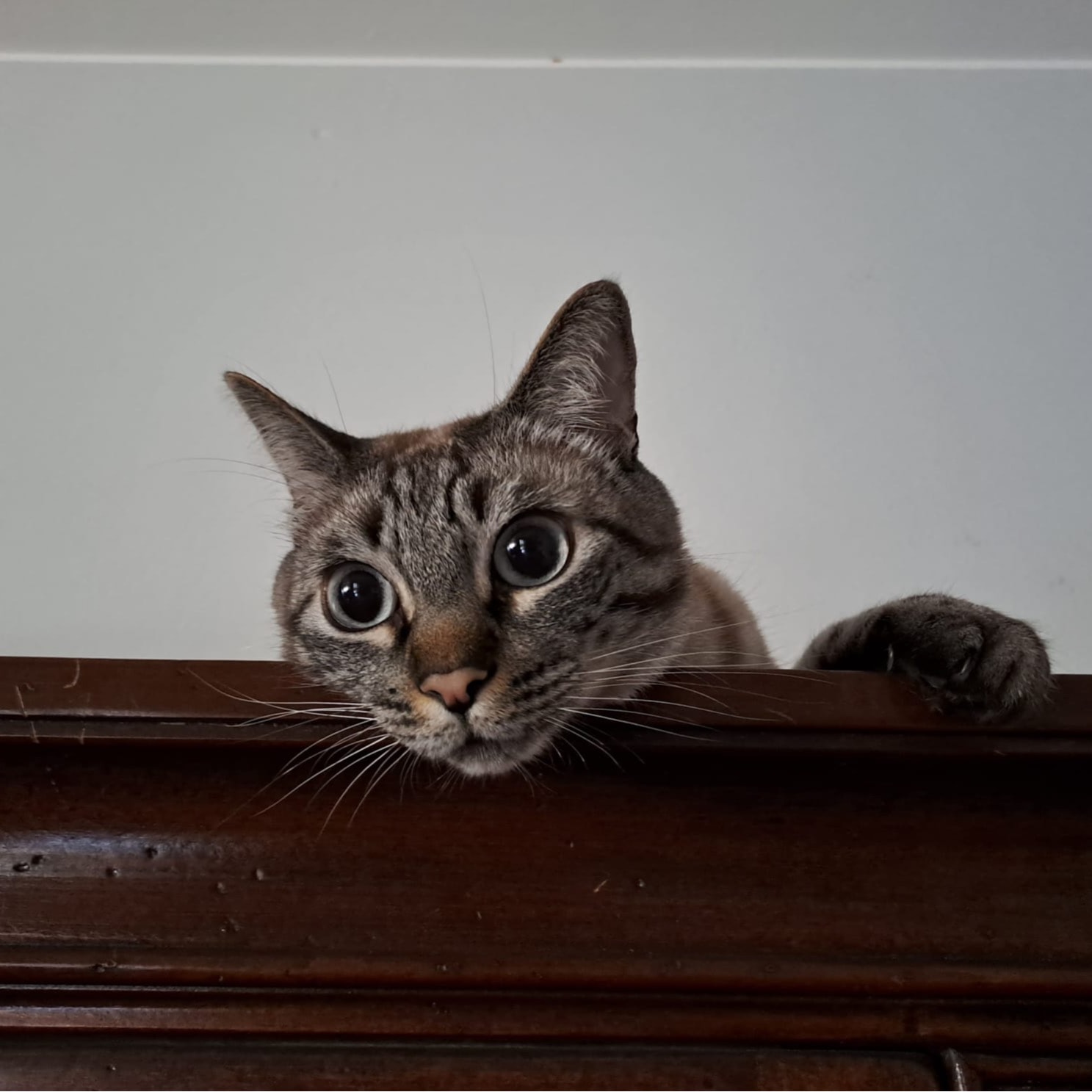 Elisa