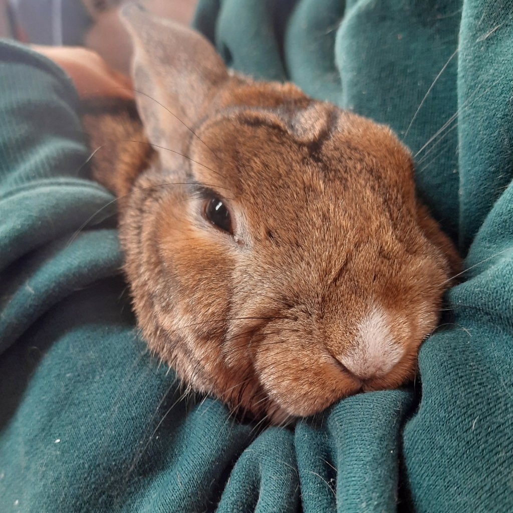 Cannelle