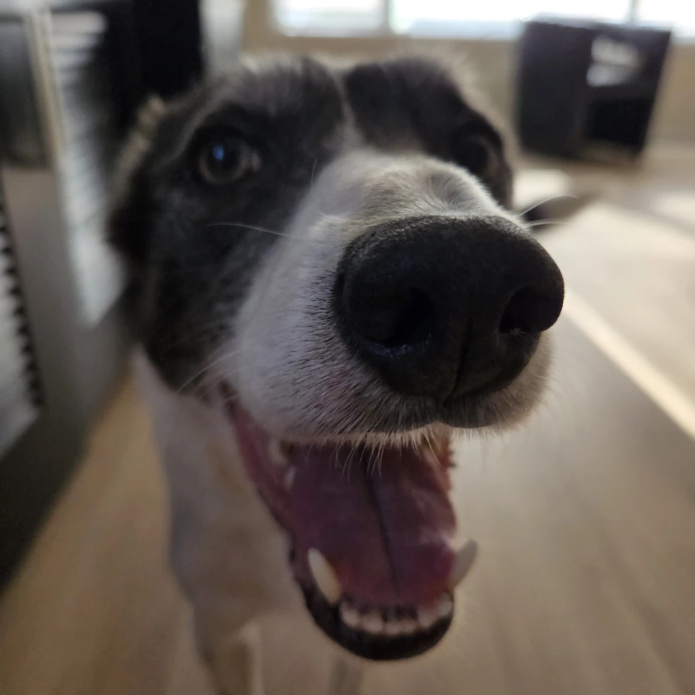 Ripley 