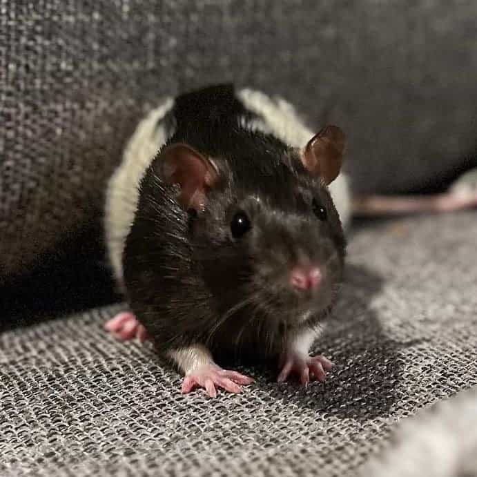 Kiwi (Rat)