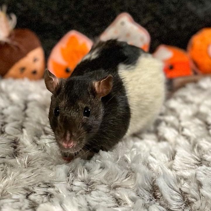 Mango (Rat)