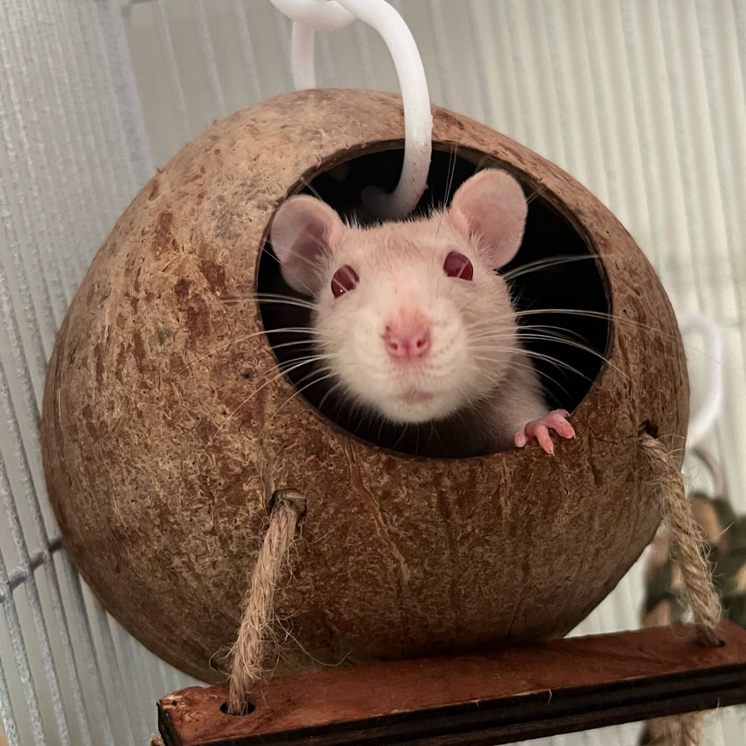 Coconut (Rat)