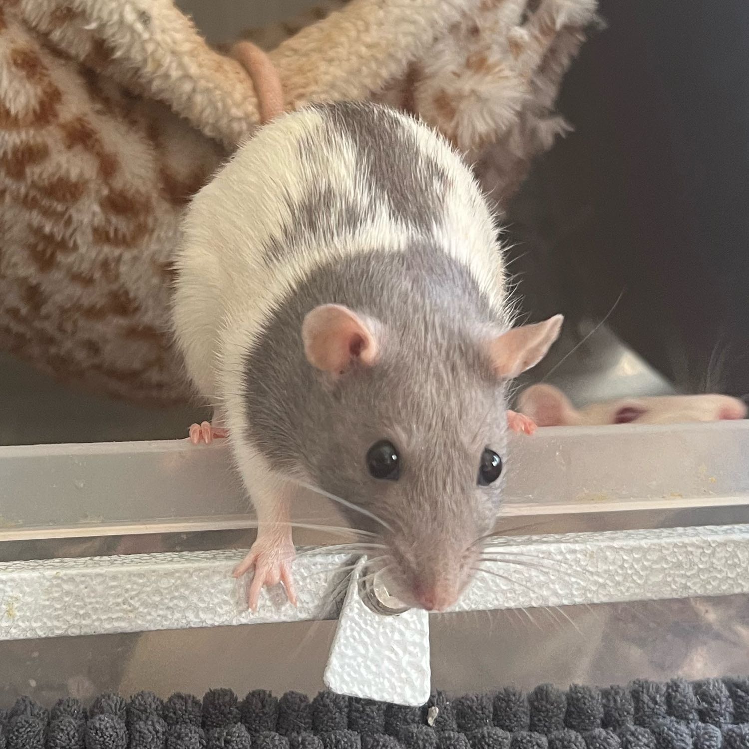 Pancake (Rat)
