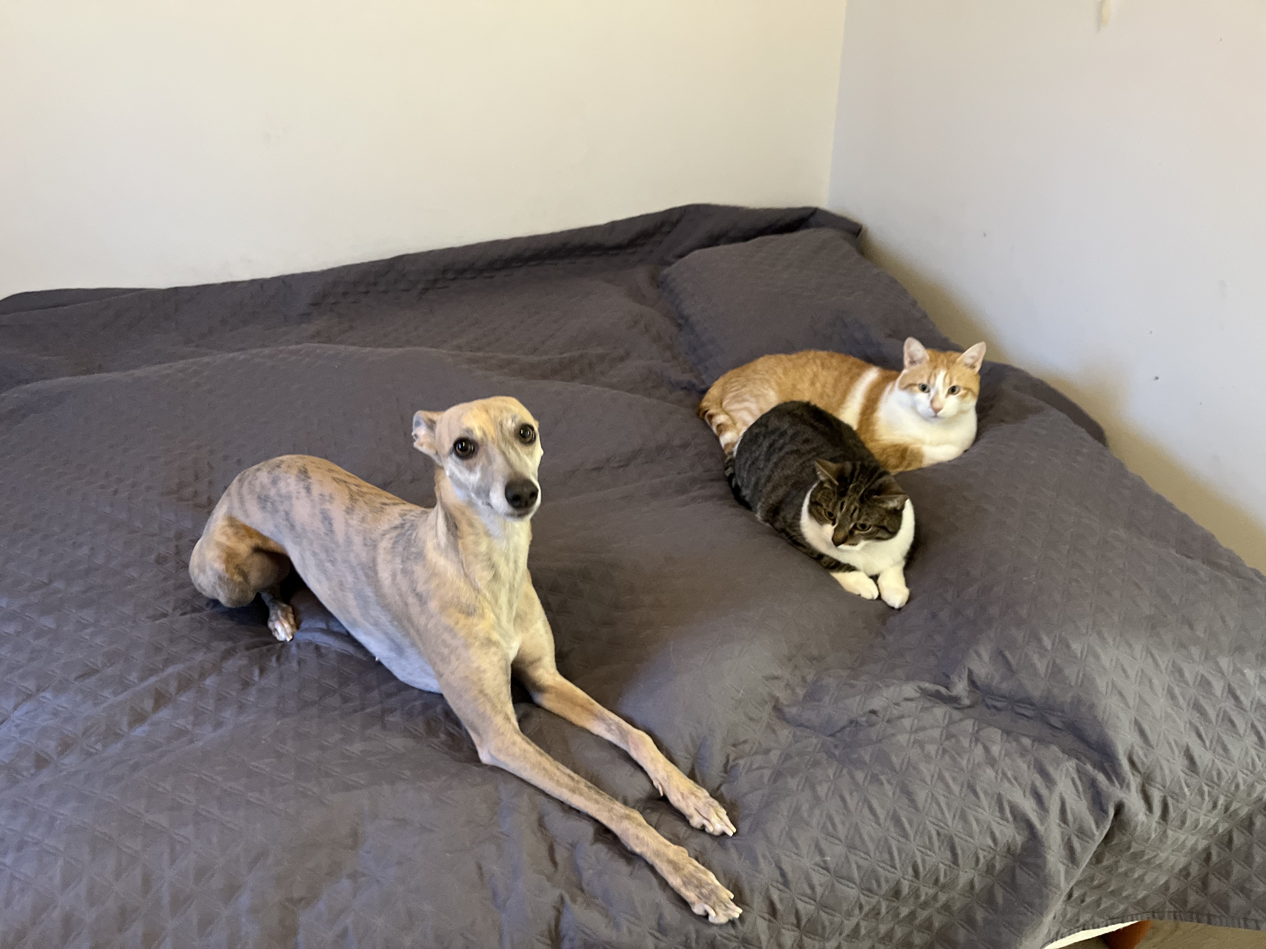image-0