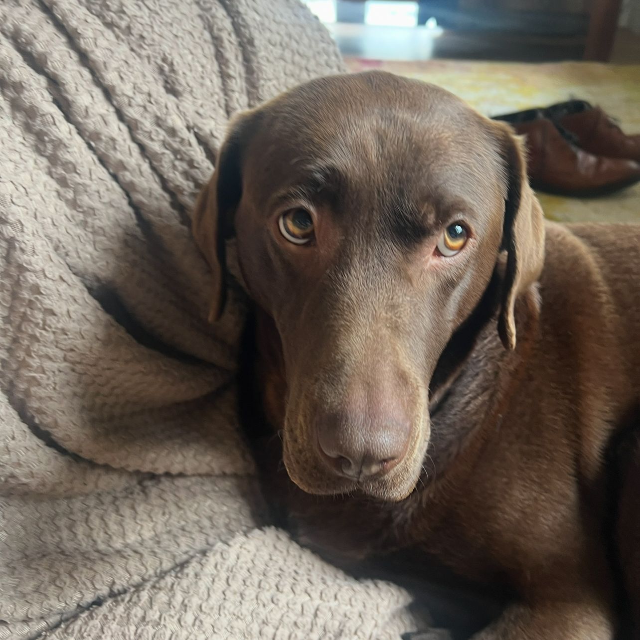 Roxie