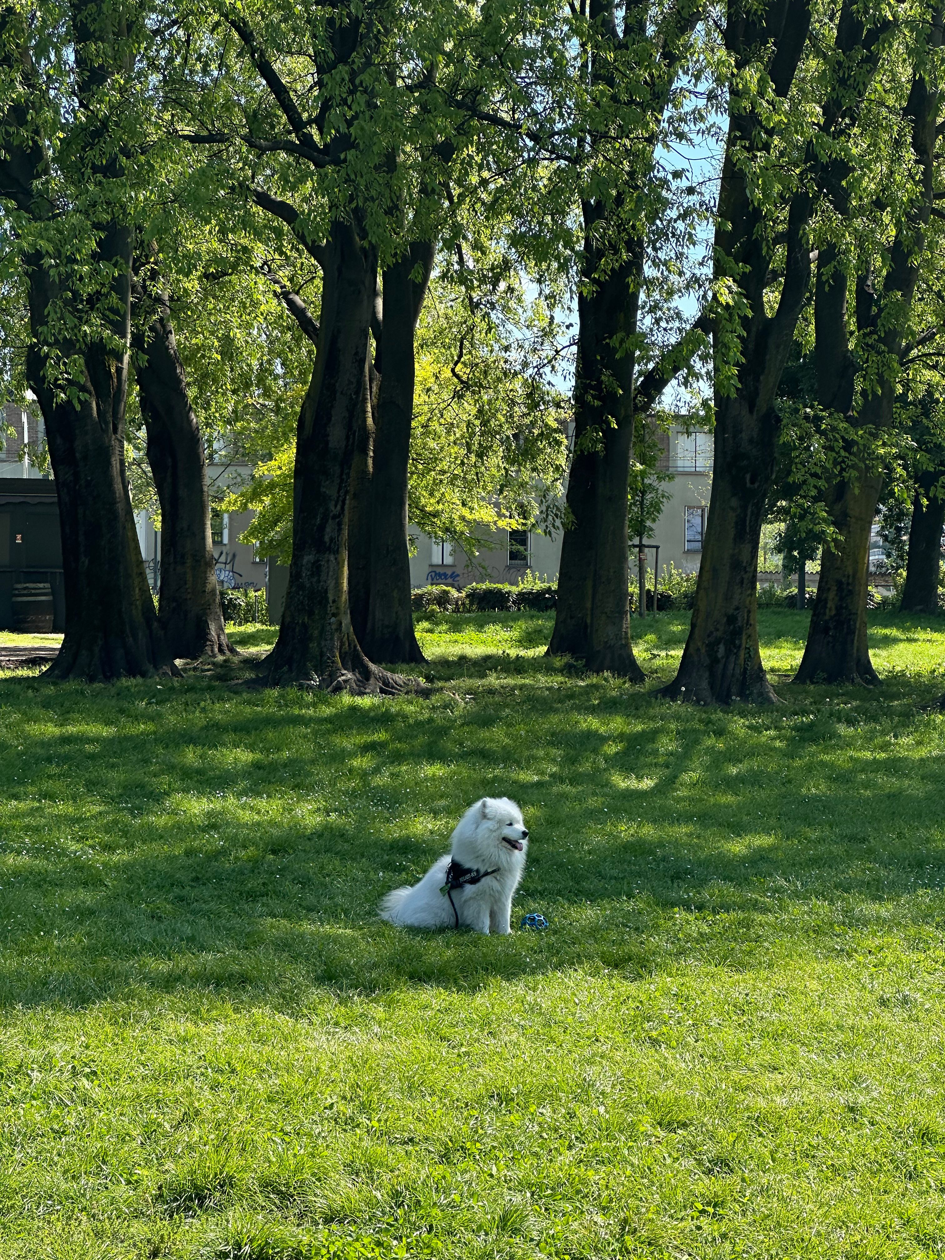 image-7