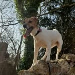 Baxter