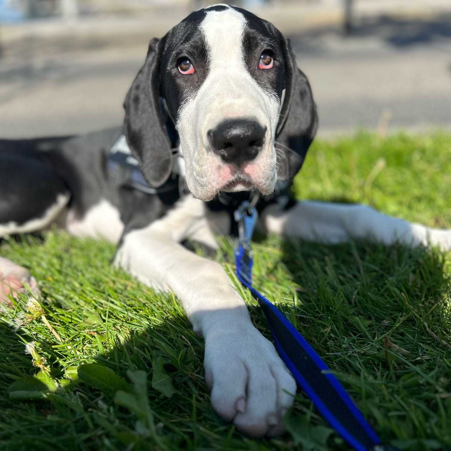 Dashiell Louis “Dash"