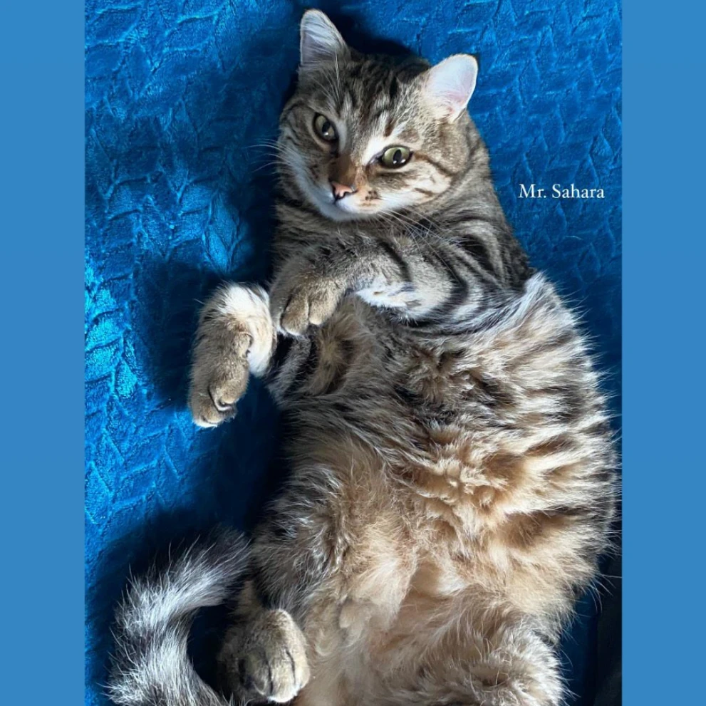 Sahara 