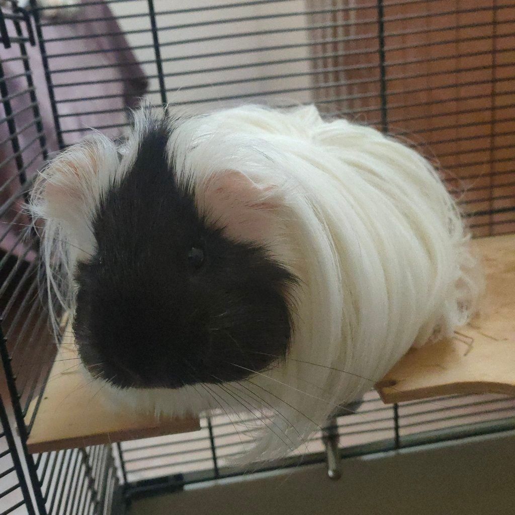 Chichi
