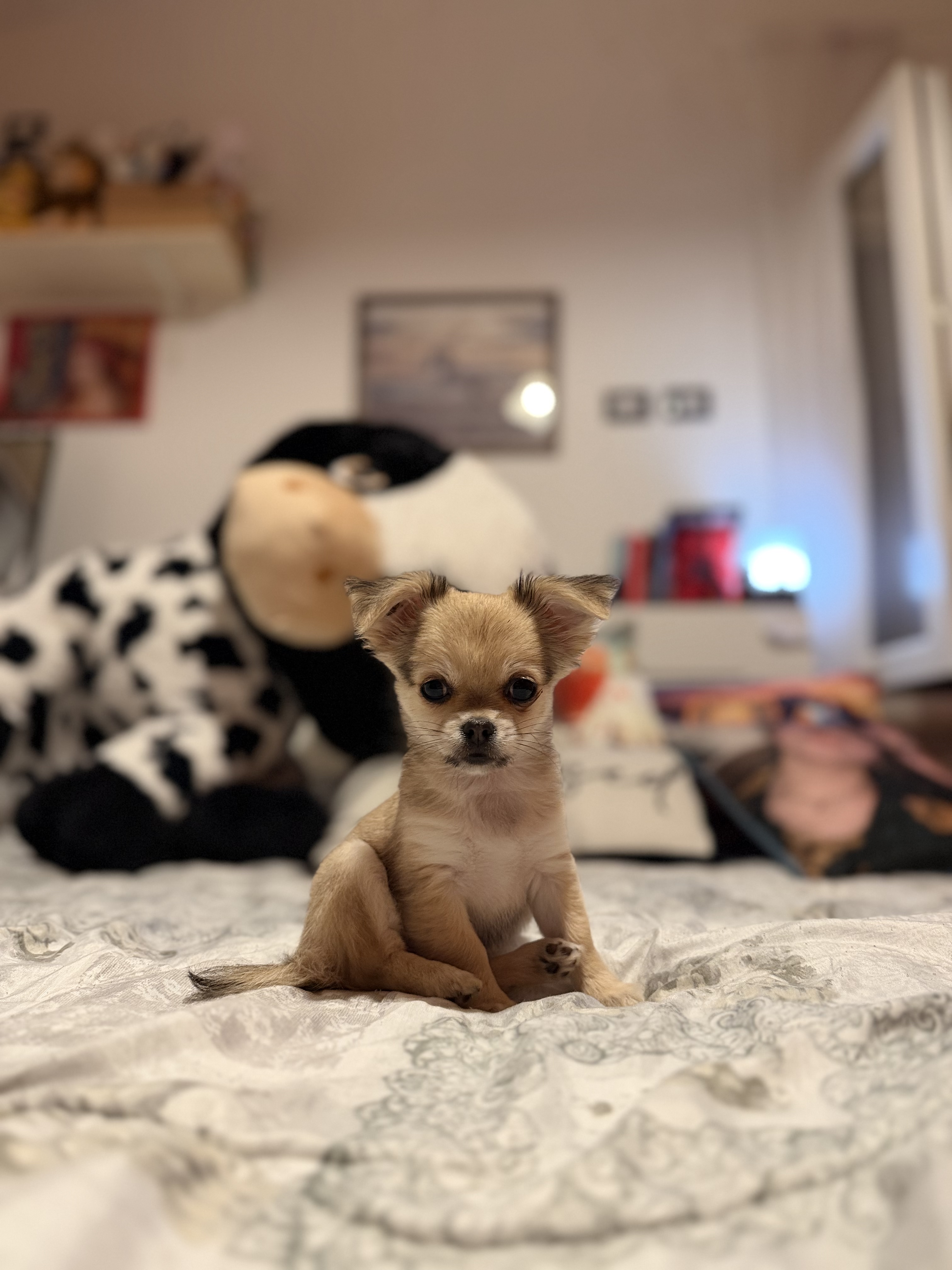 image-9