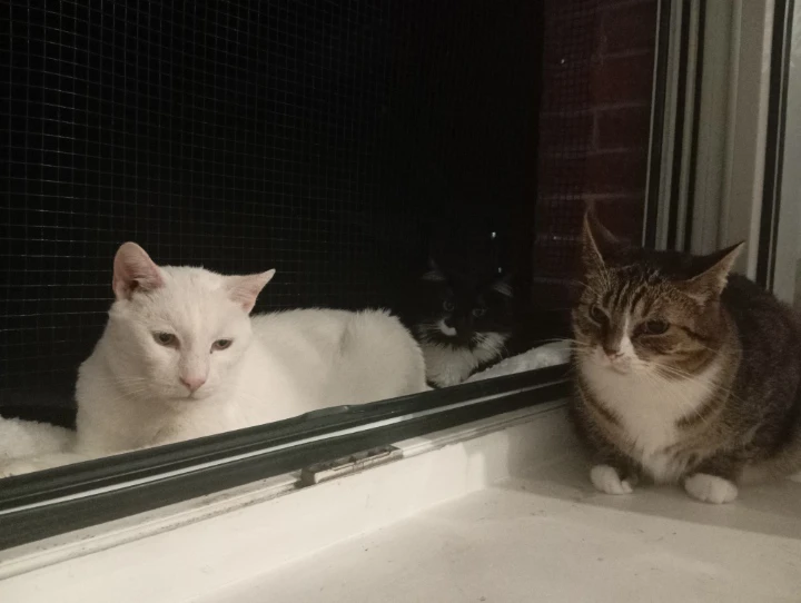 image-5
