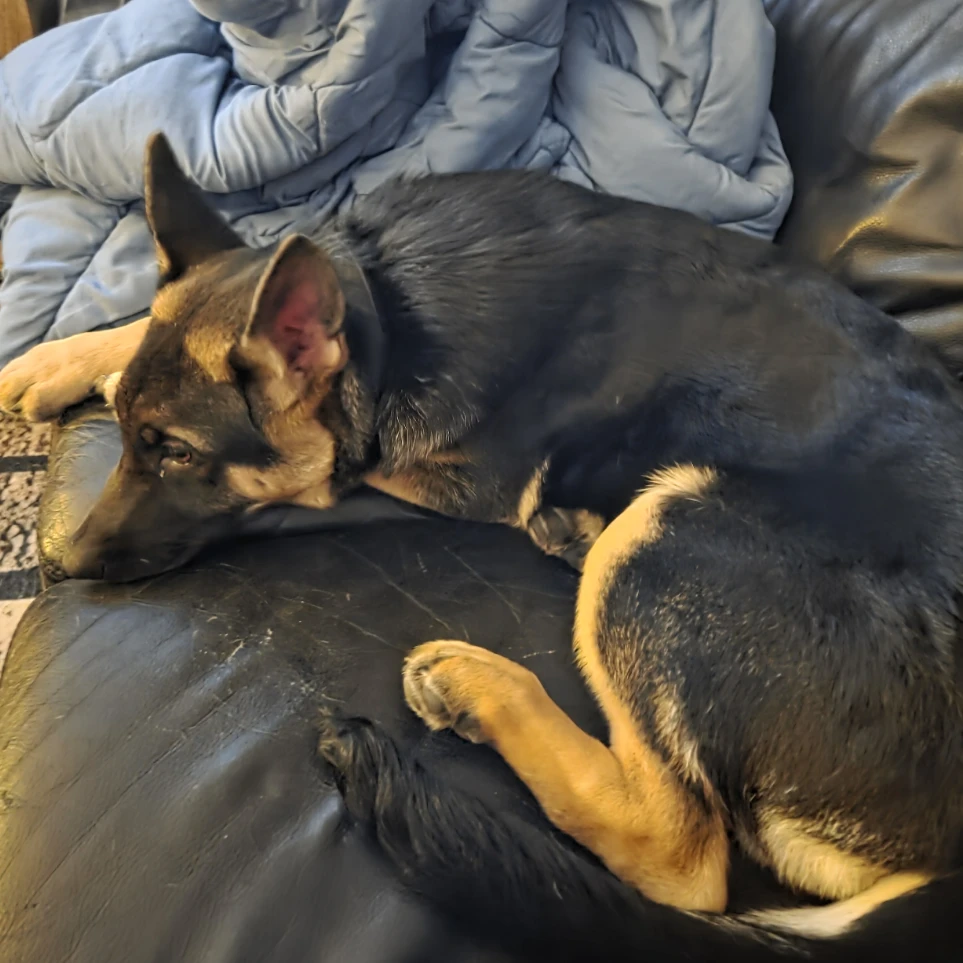 kaya