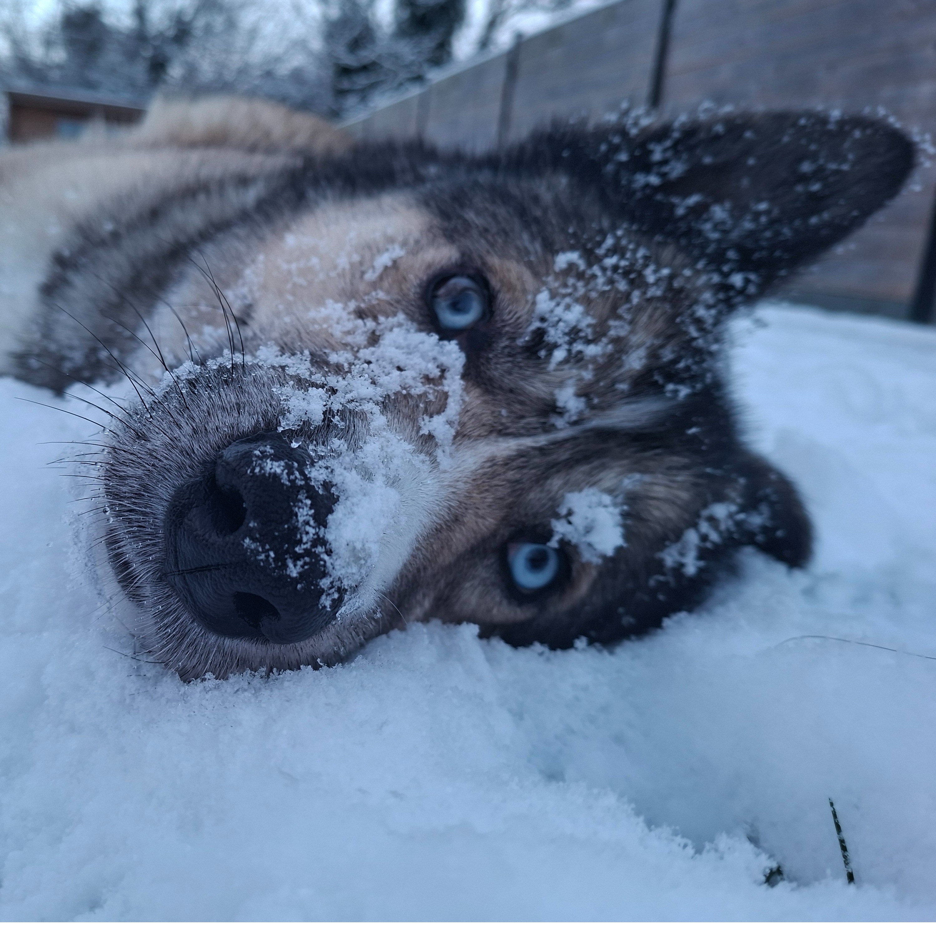 SKYE