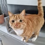 Ginger
