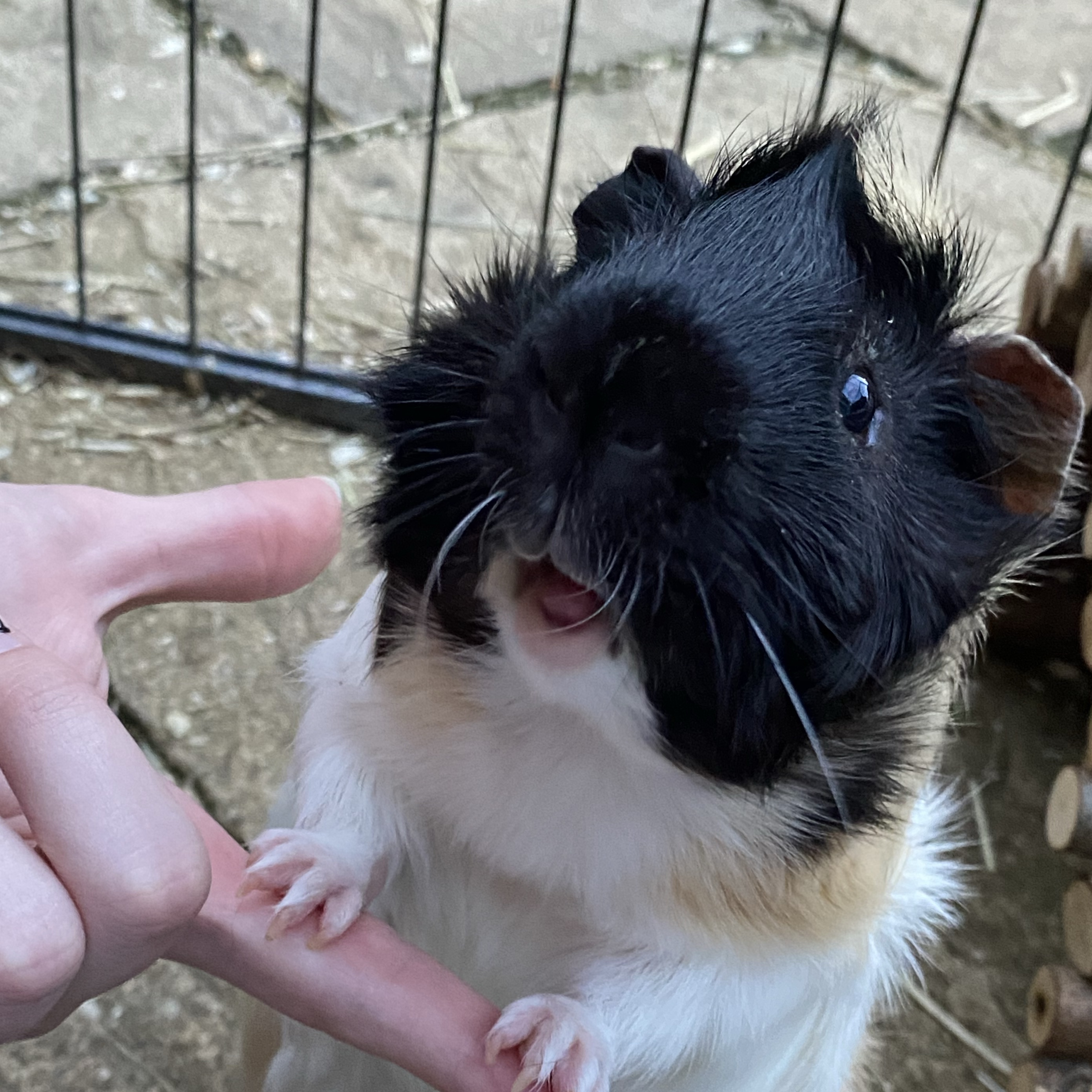 Piggie