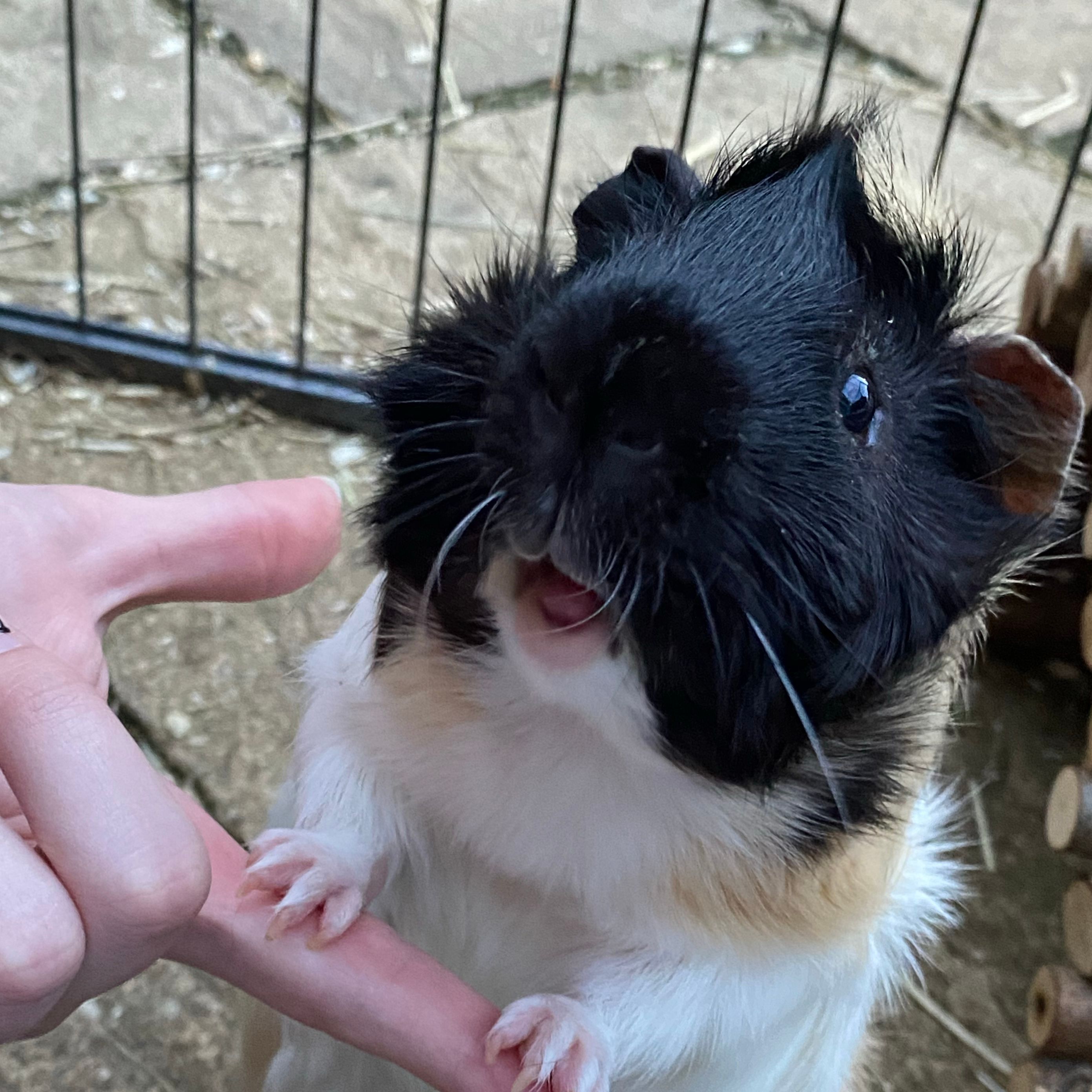 Piggie