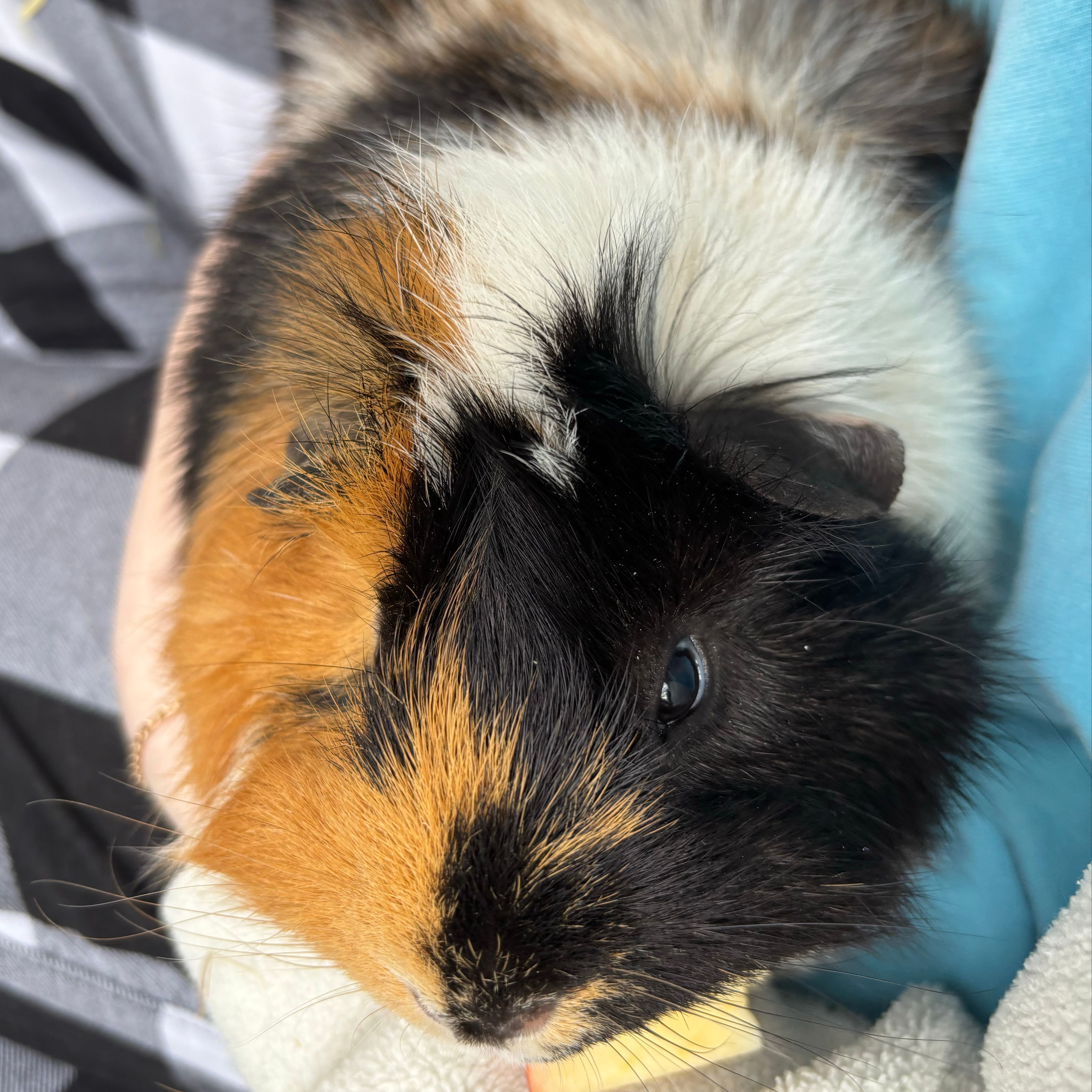 Klaus