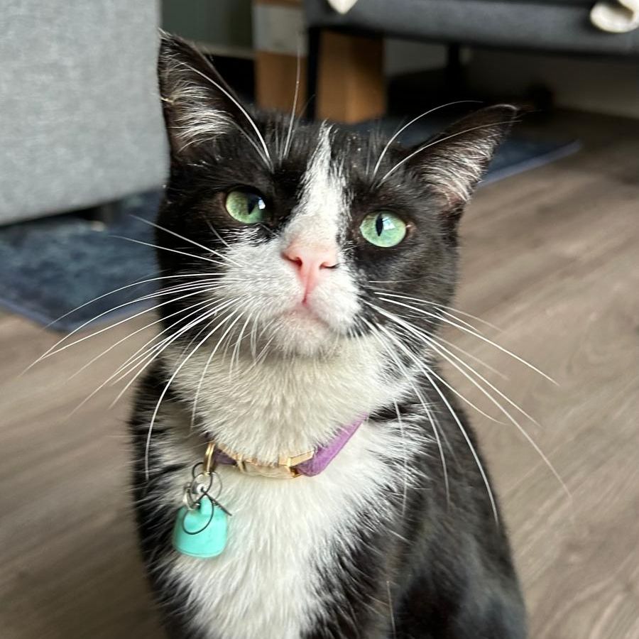 Pater