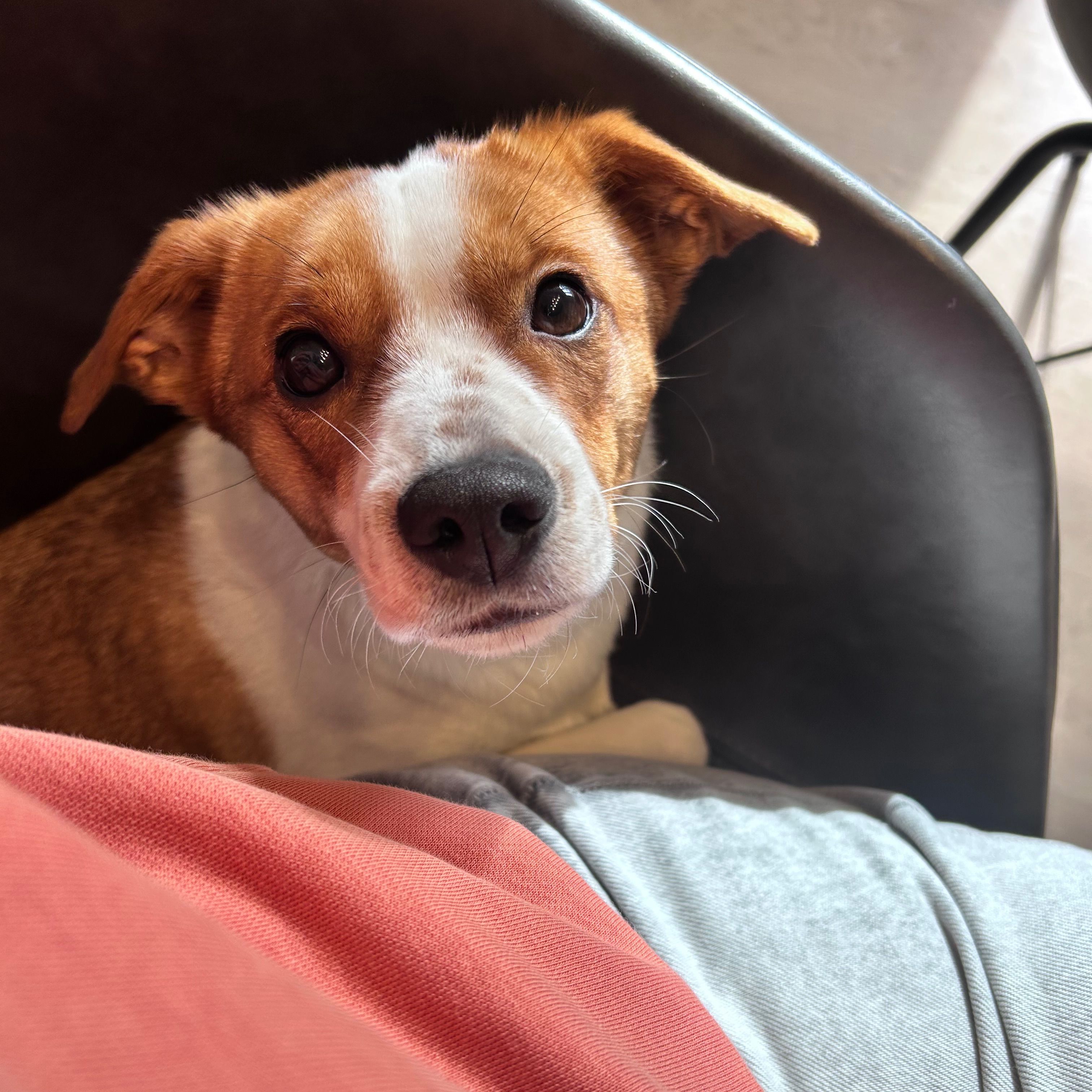 Nalù