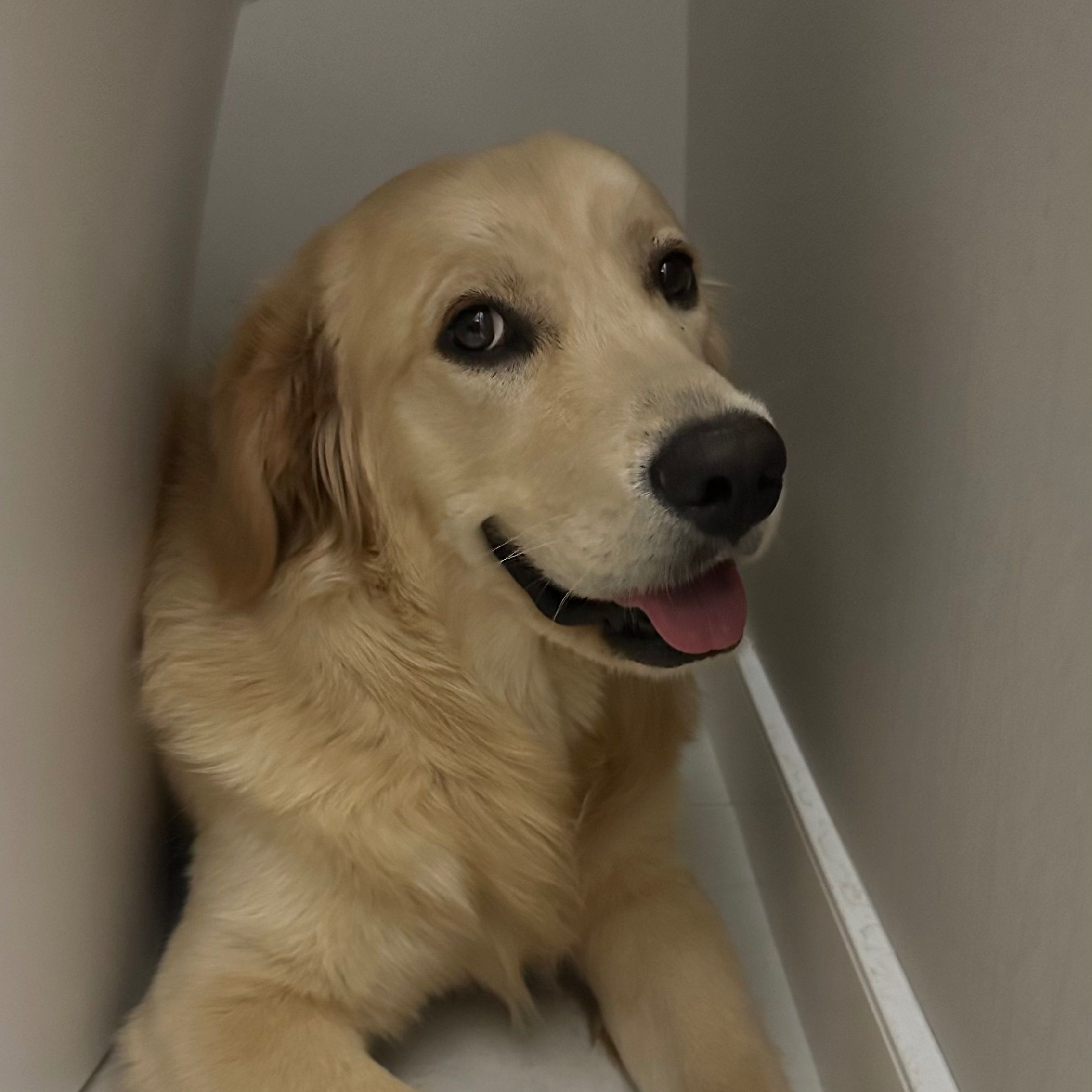 Ollie