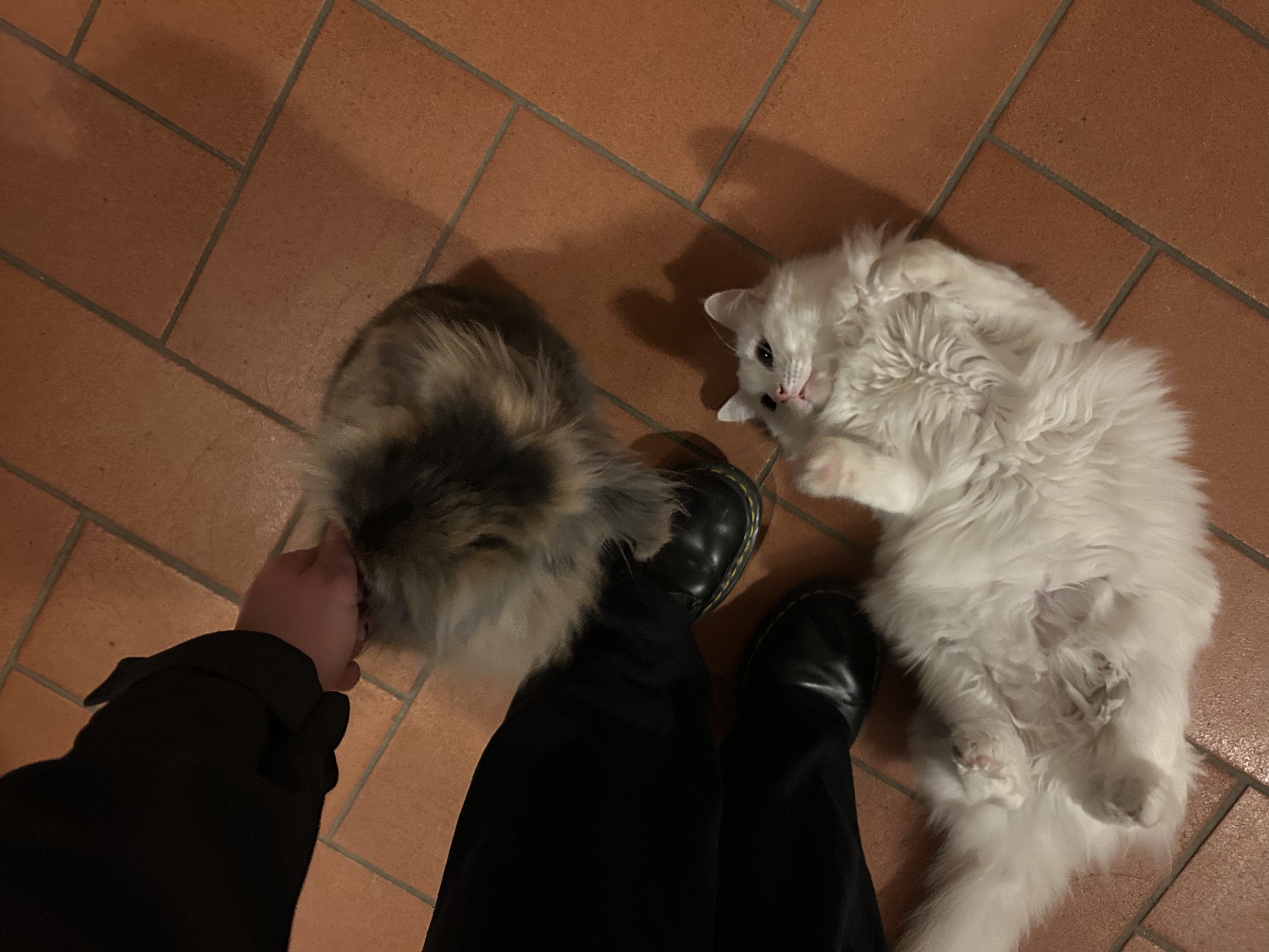 image-6