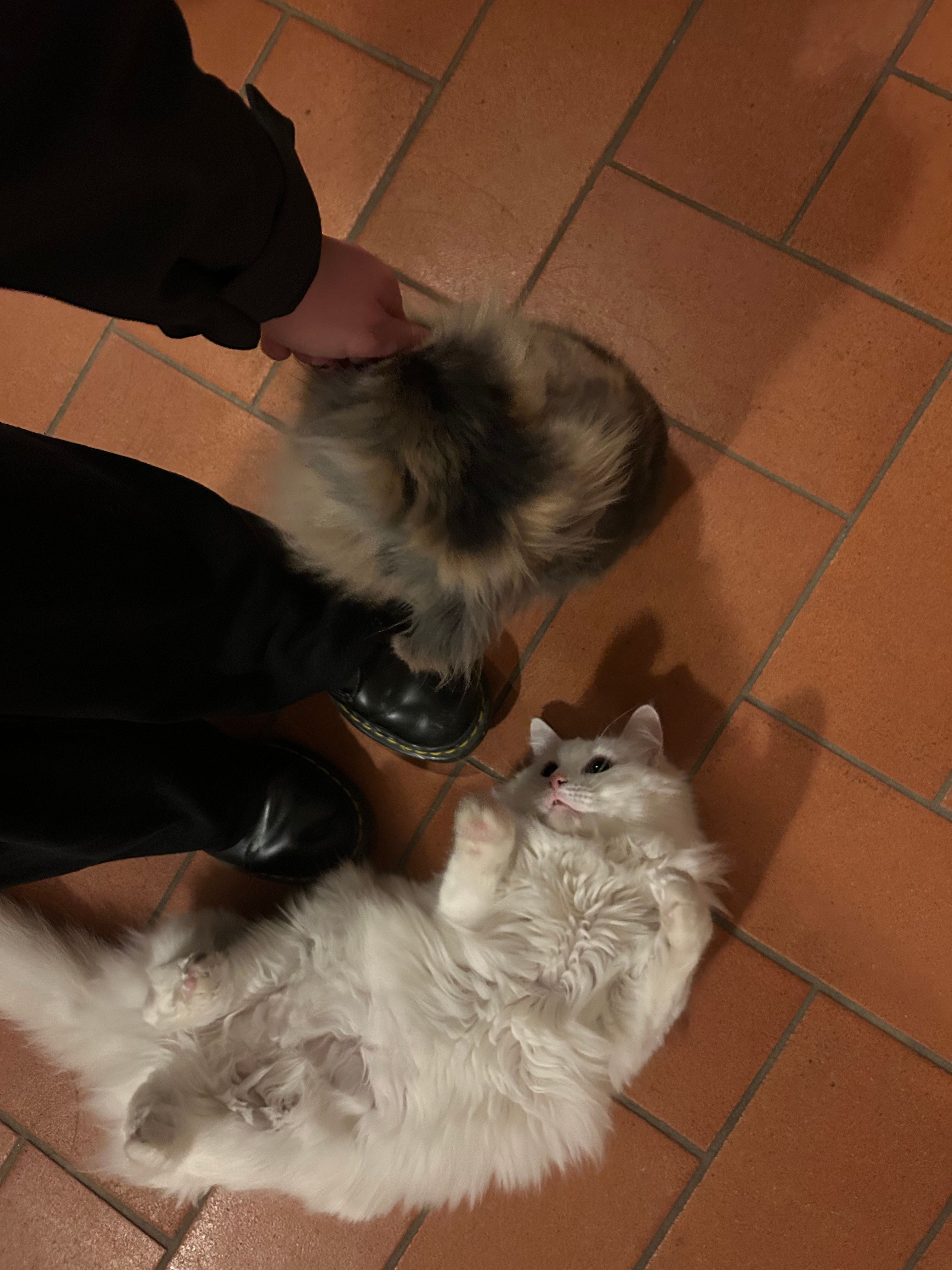 image-6