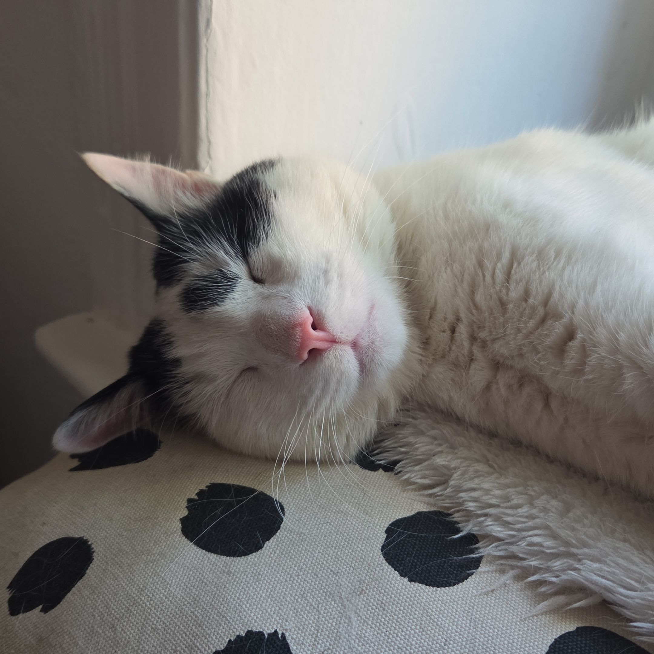 Spot