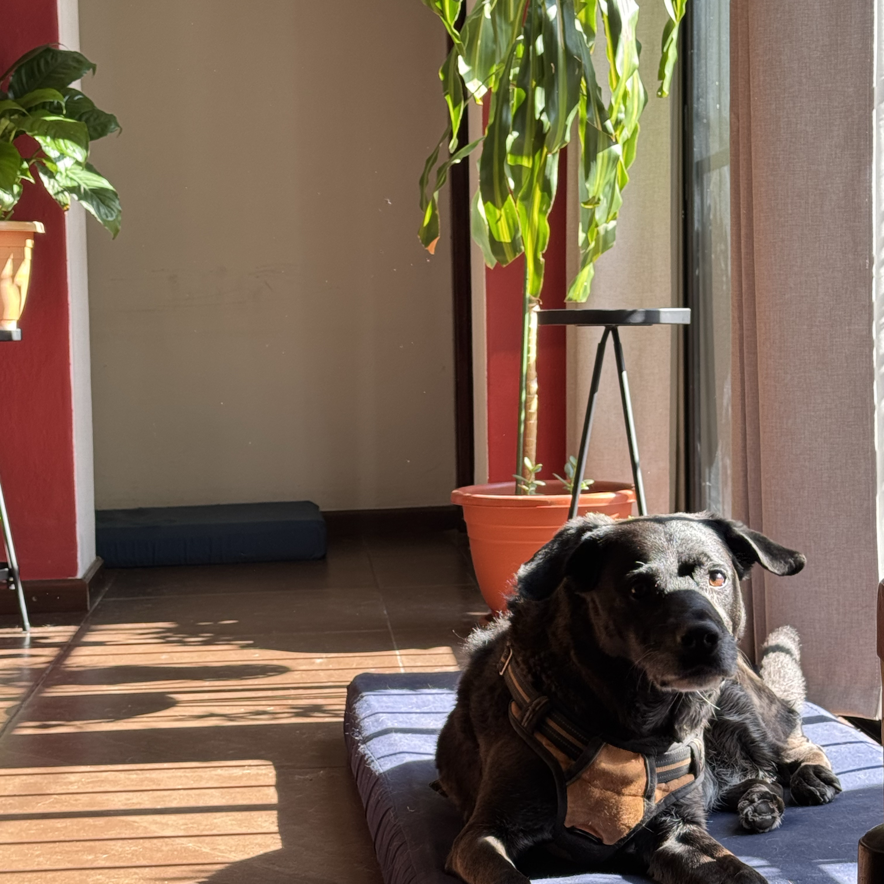 Laika