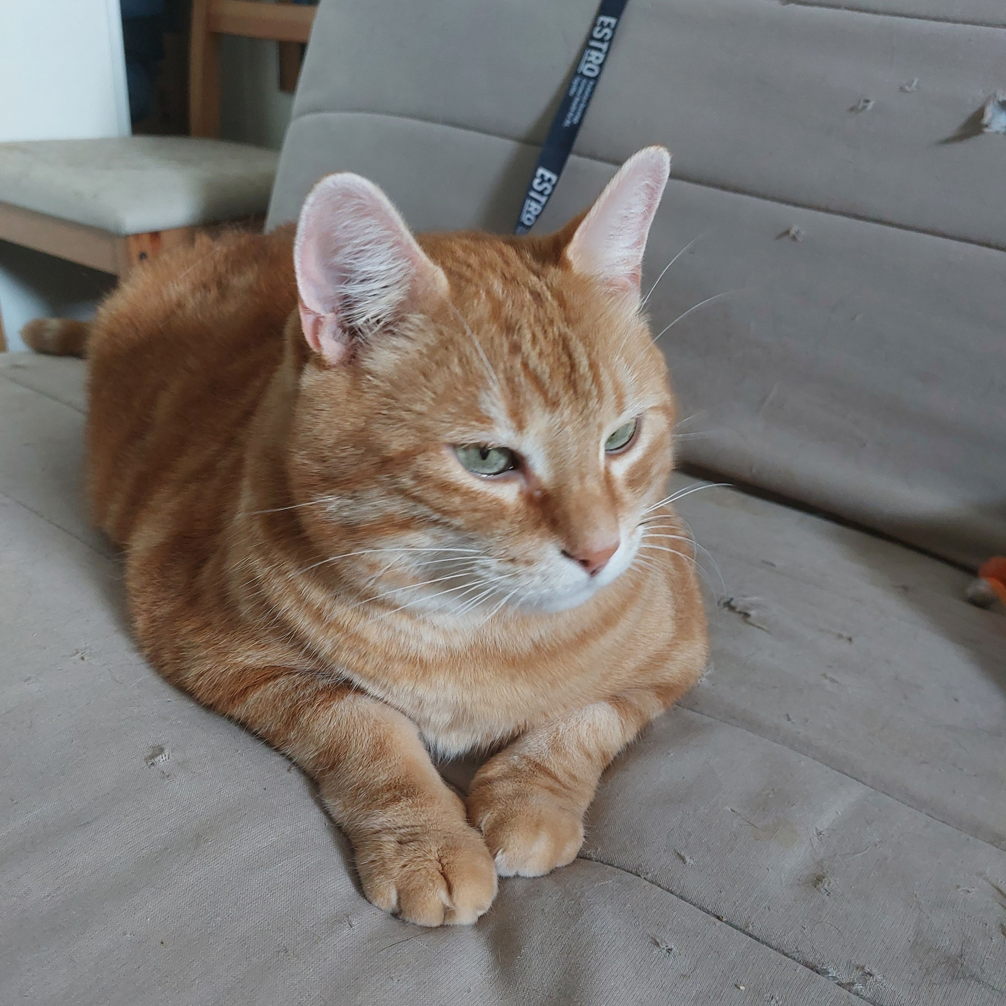 Morty