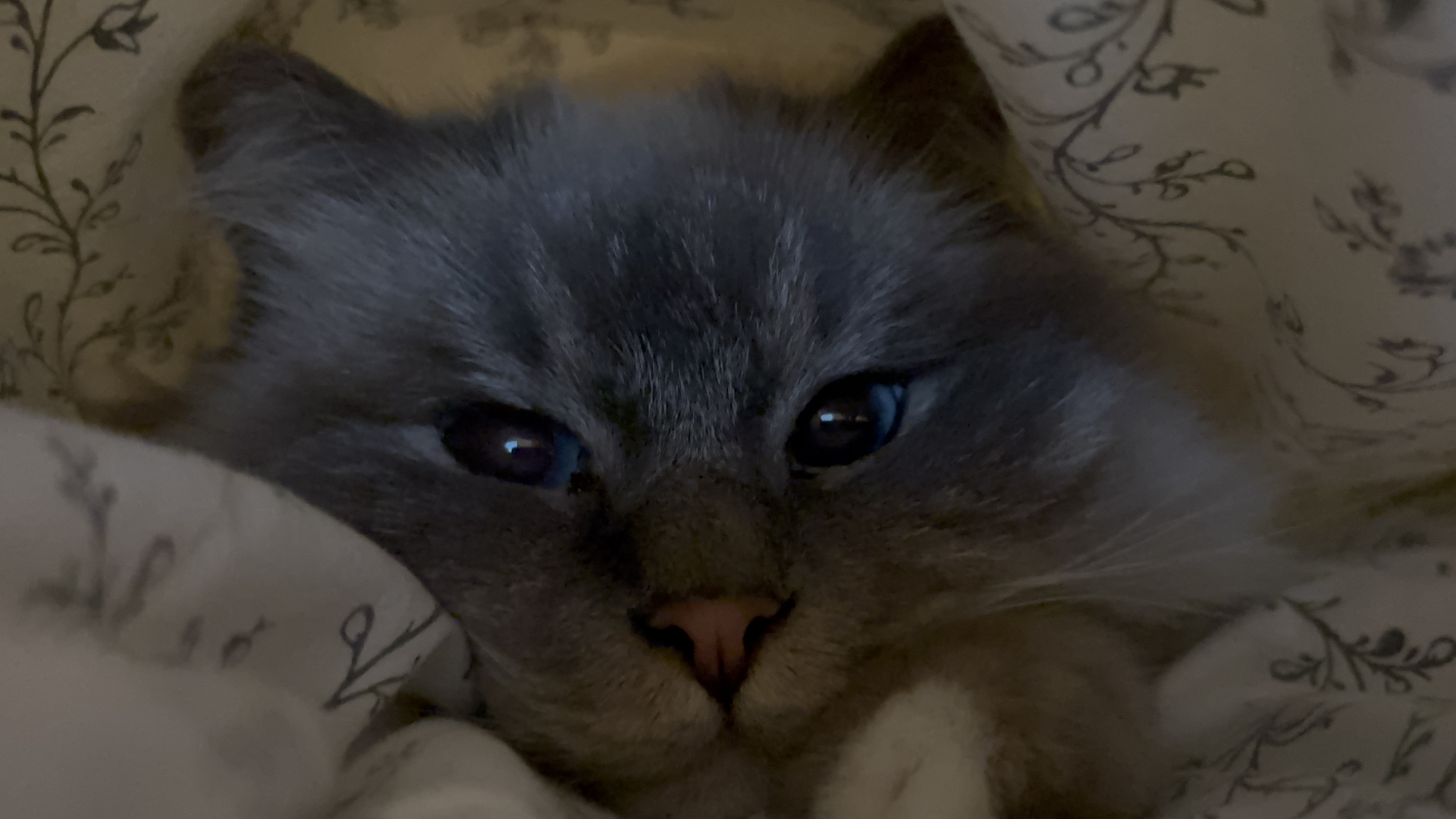 image-6