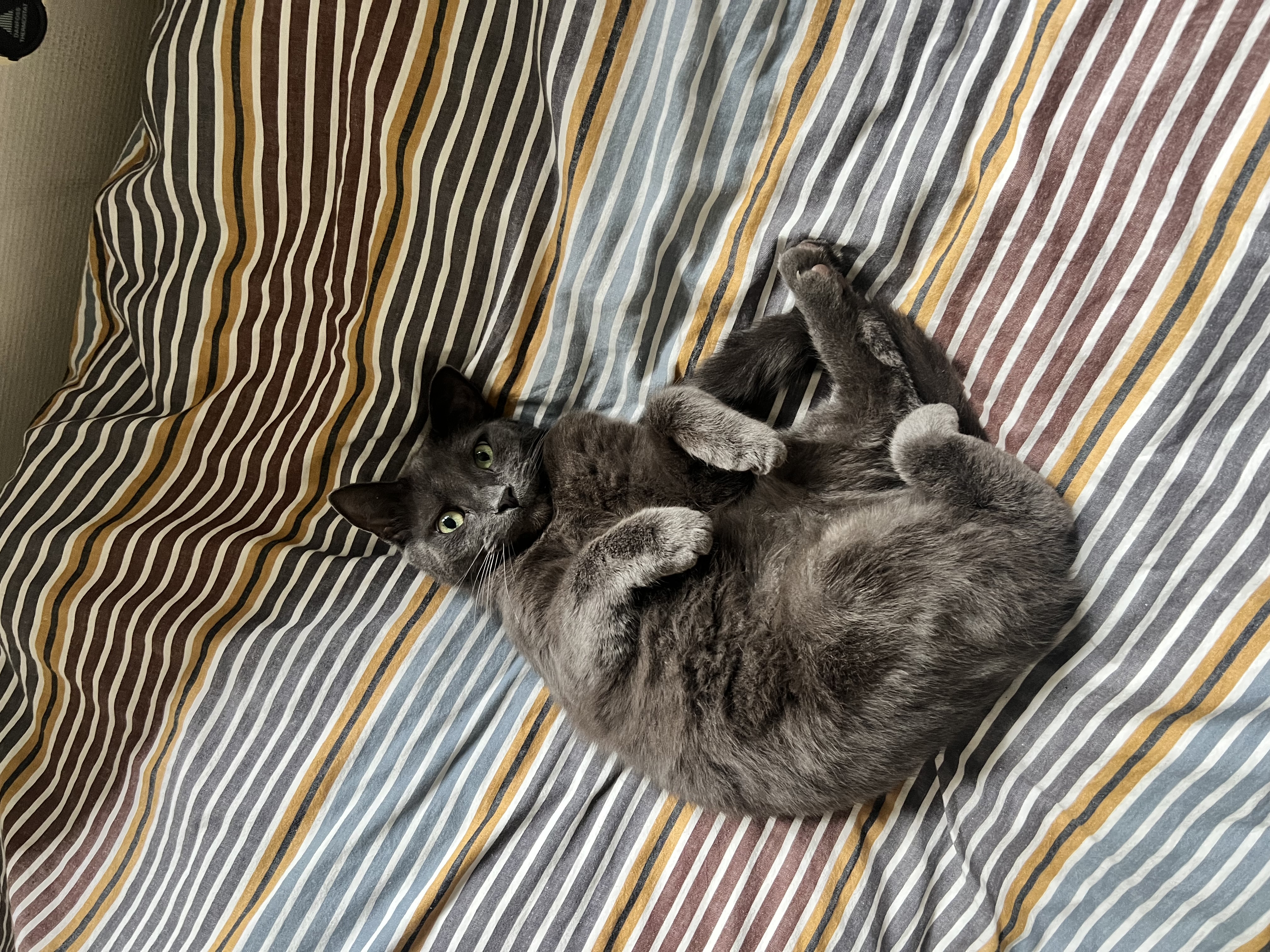 image-8