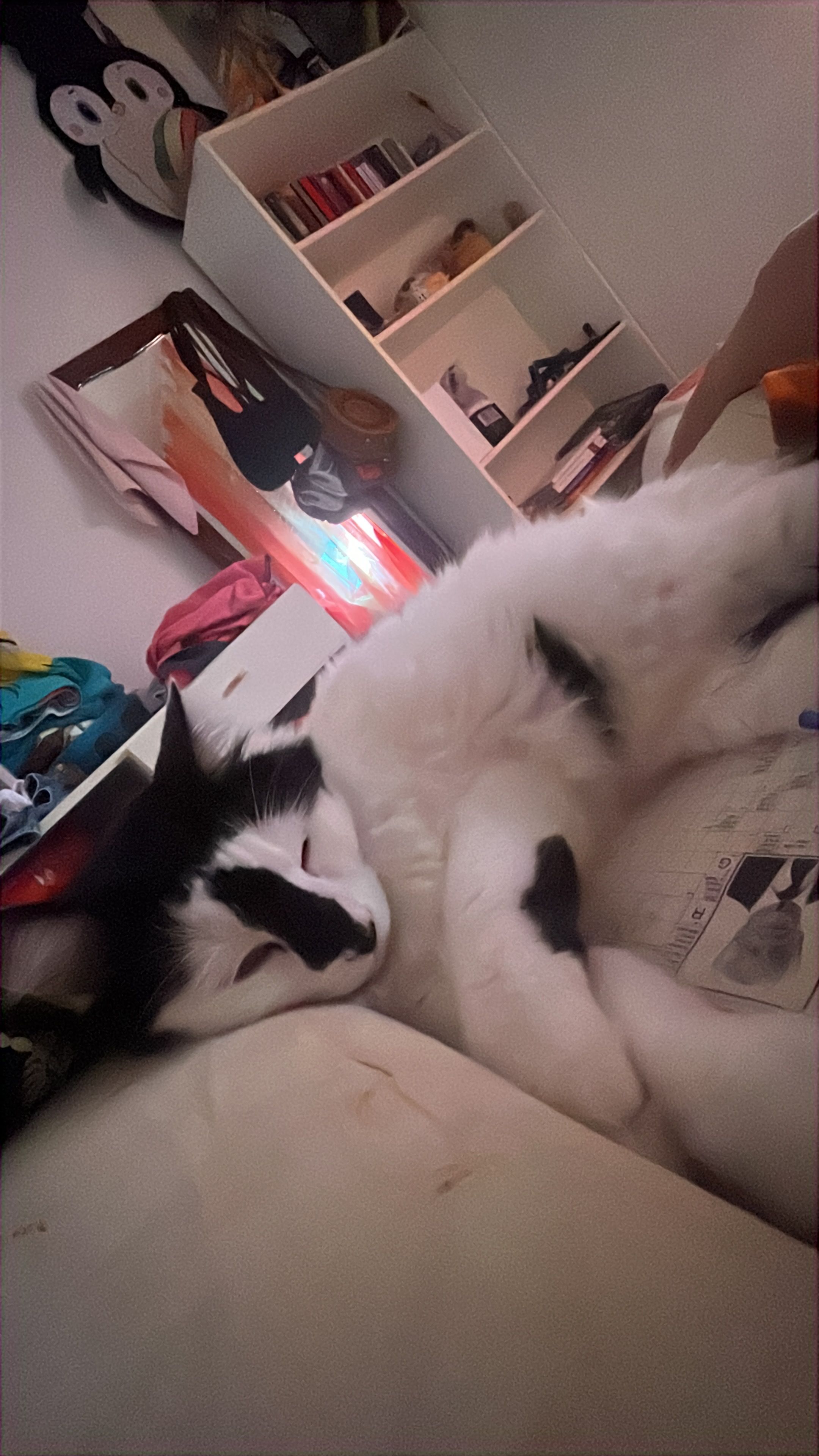 image-7