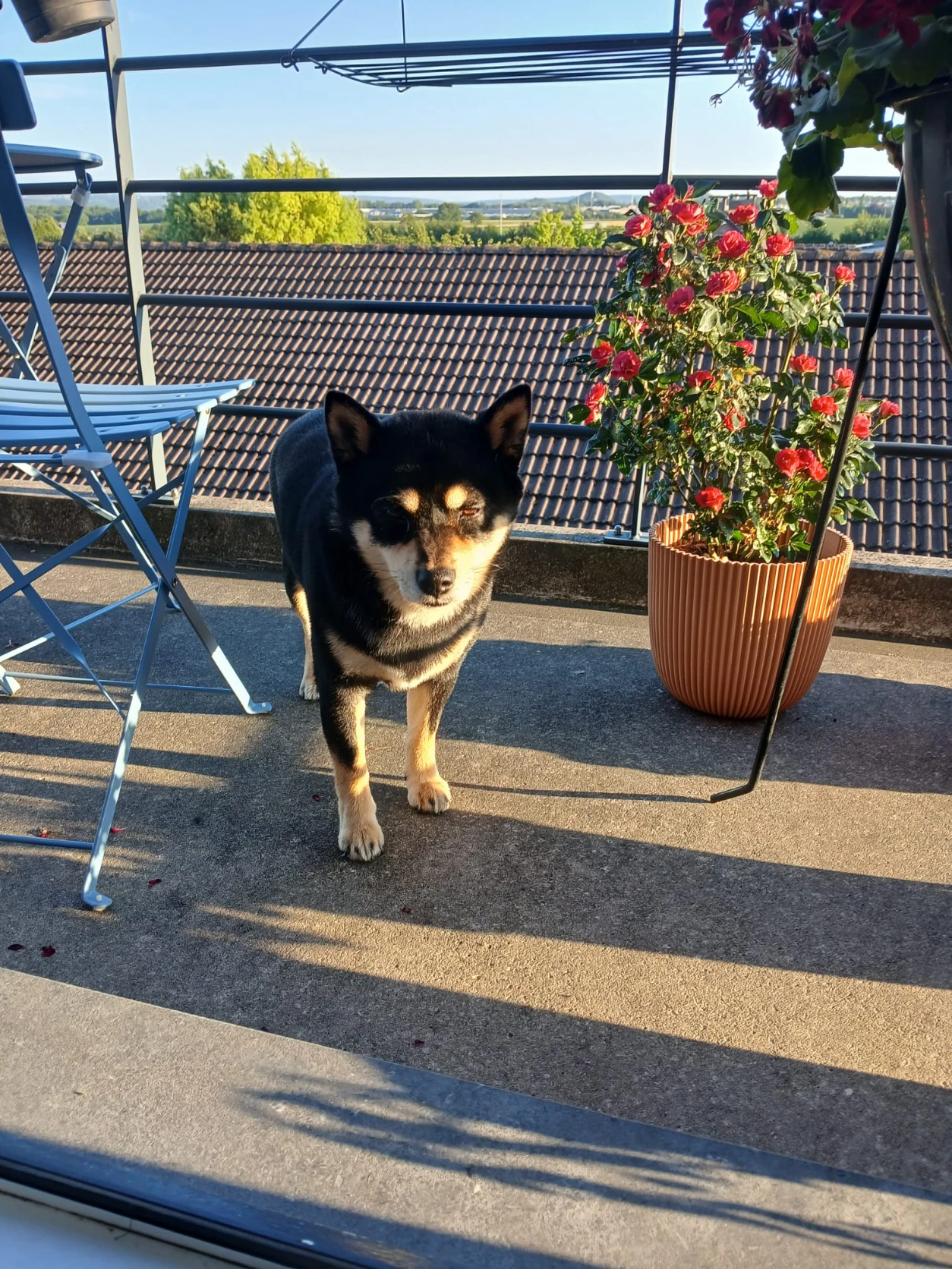 image-12