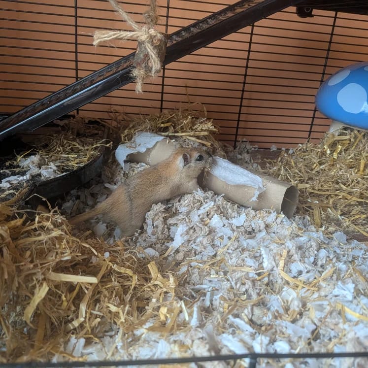 Hubert