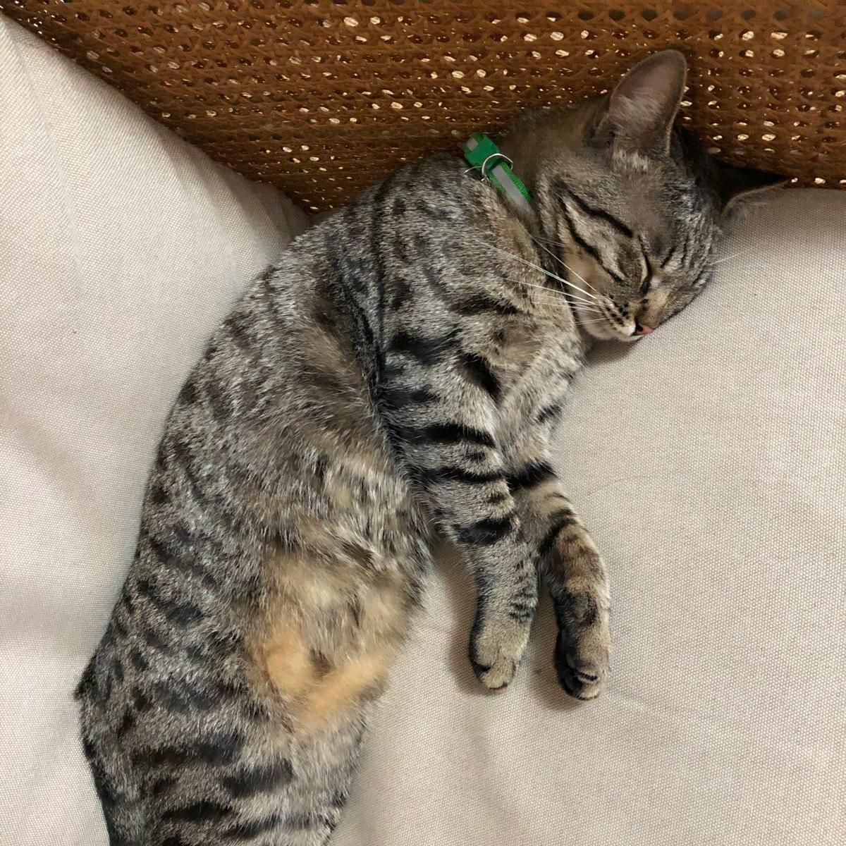 Mya