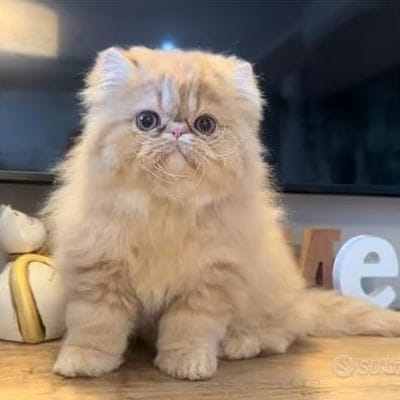 Jessy